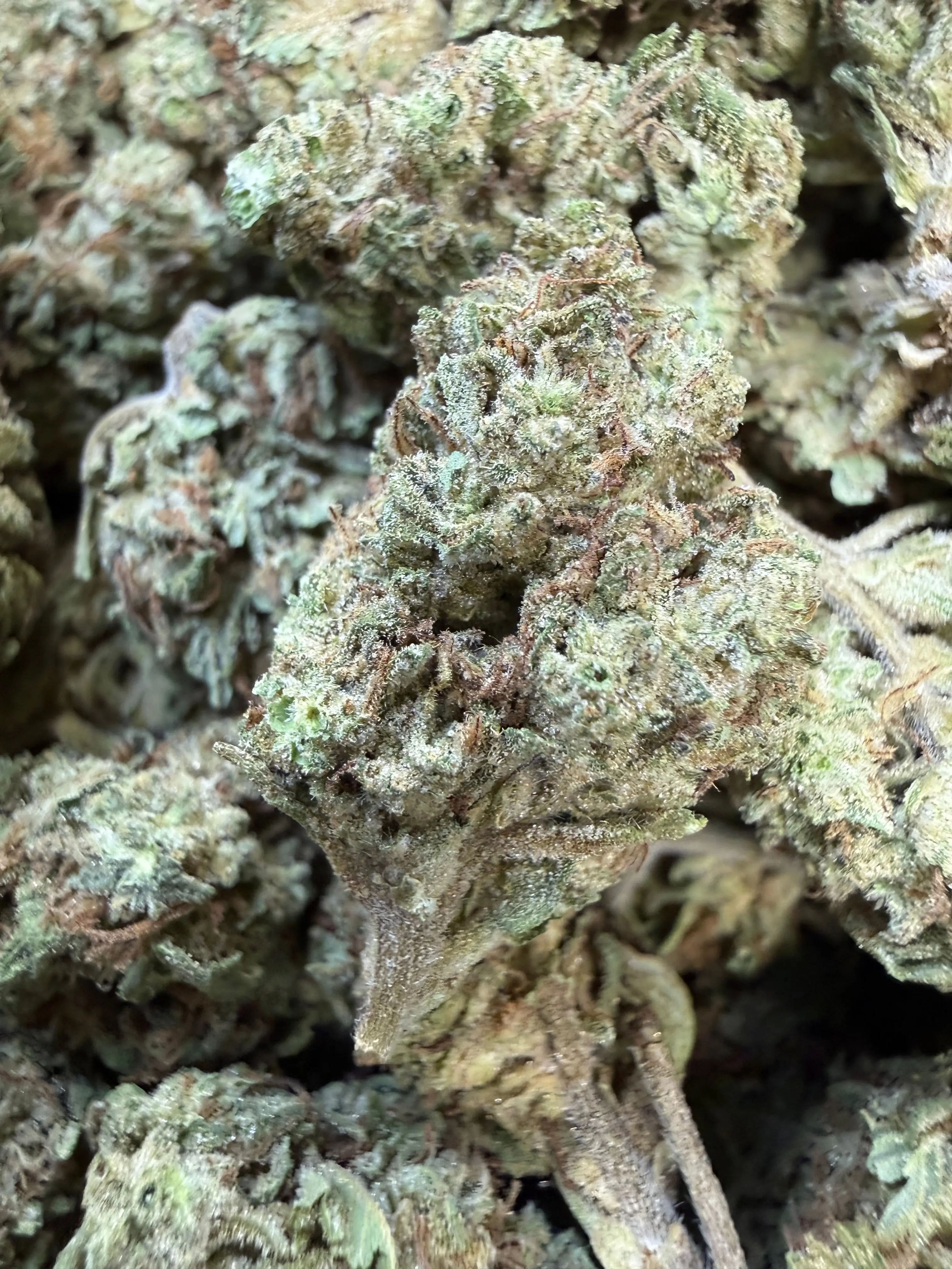 1 Oz - Double Burger THCA Flower - Image 3