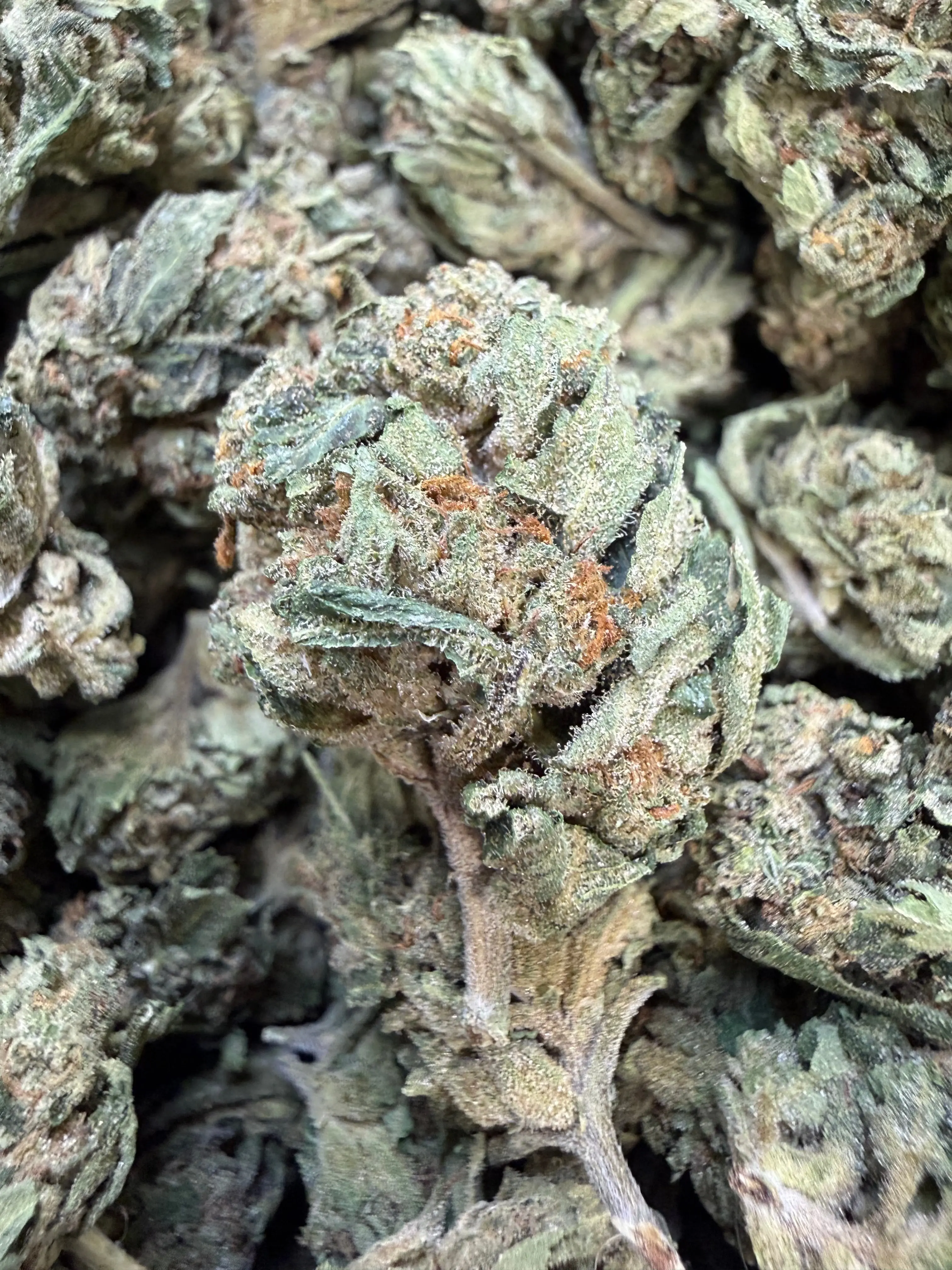 1 Pound Lemon Curd THCA Flower - Image 3