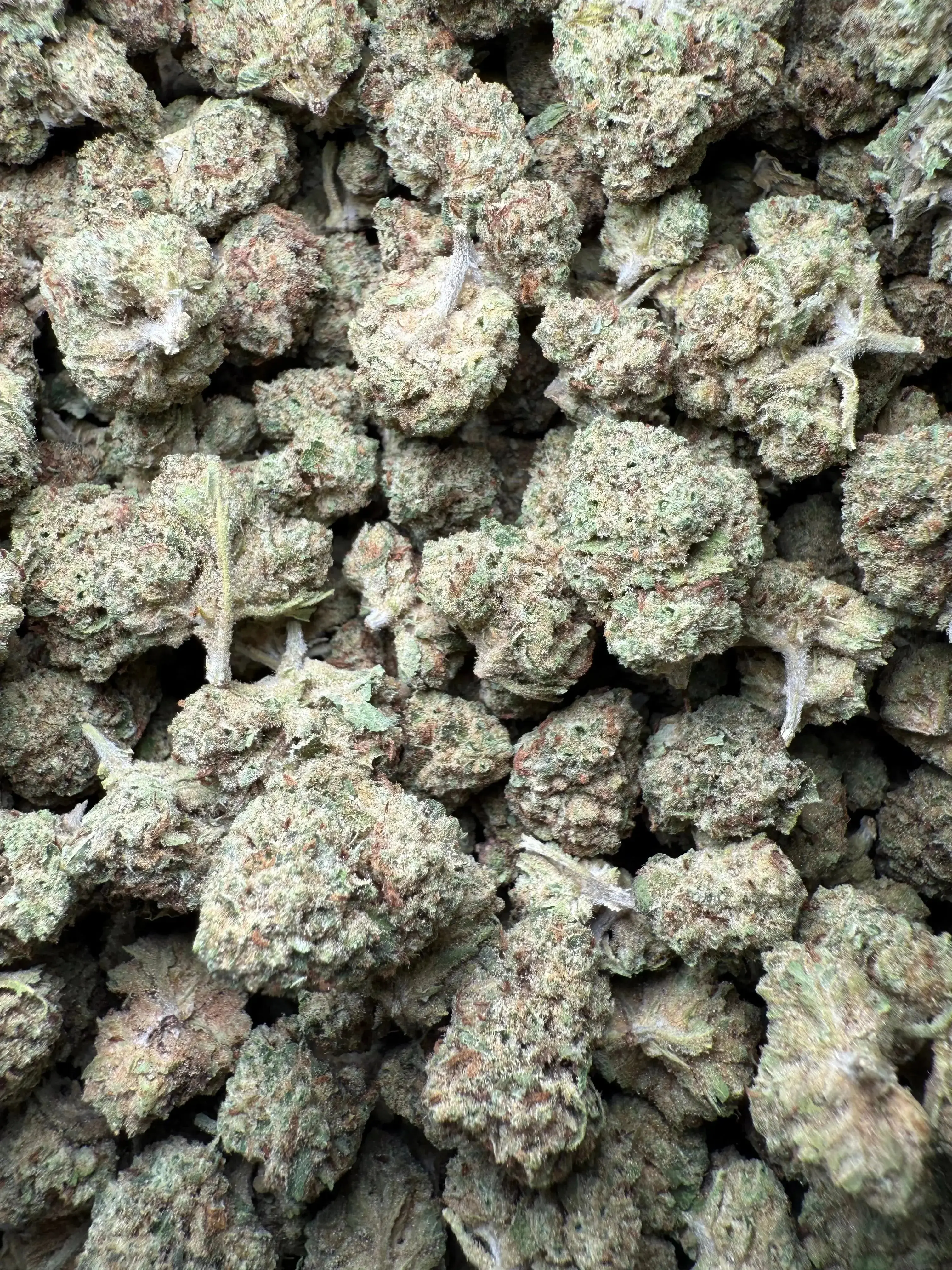 1/2 Pound Black Widow THCA Small - Image 2