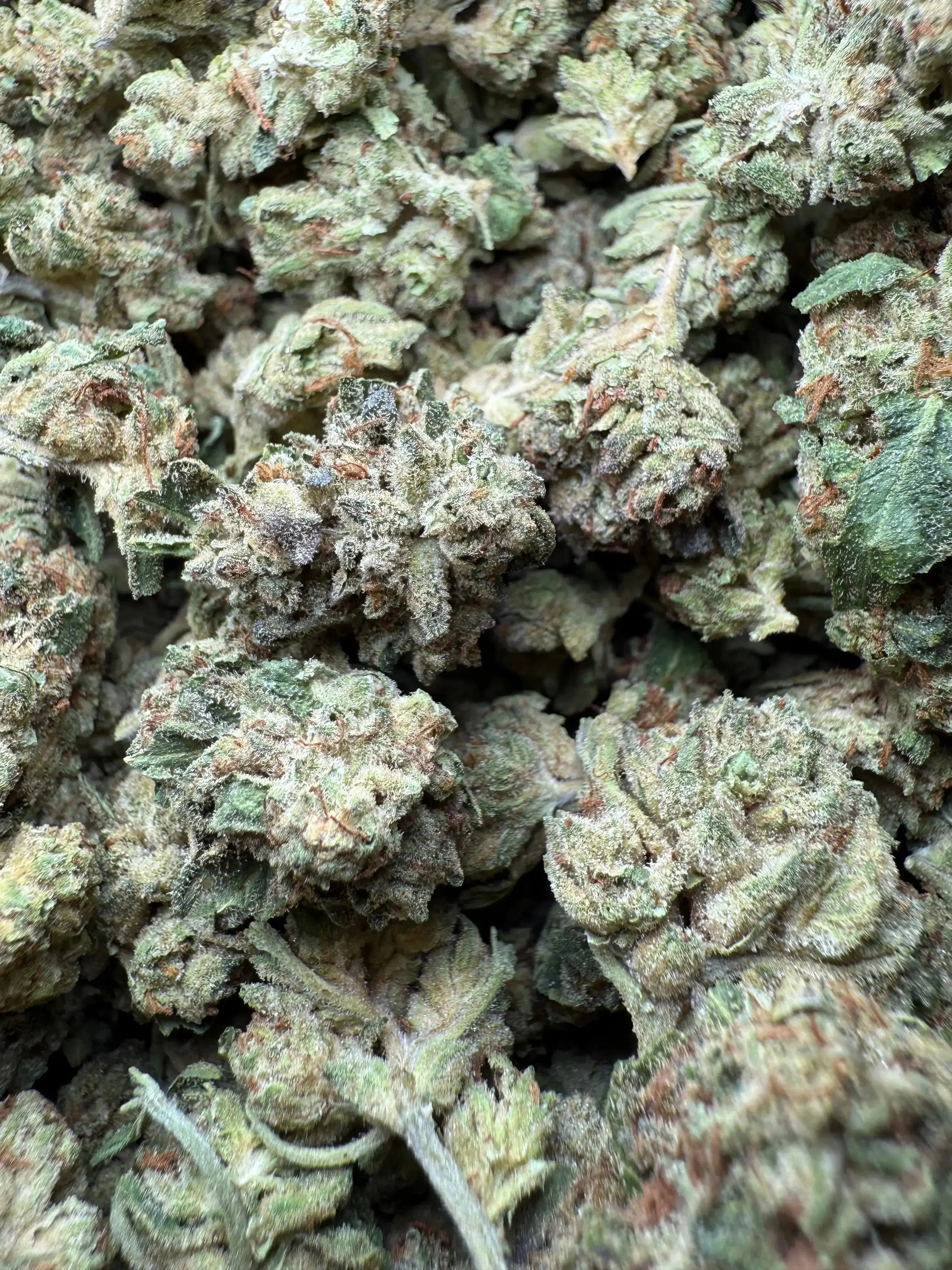 1 Pound Exotic Colour THCA (Small) - Image 2