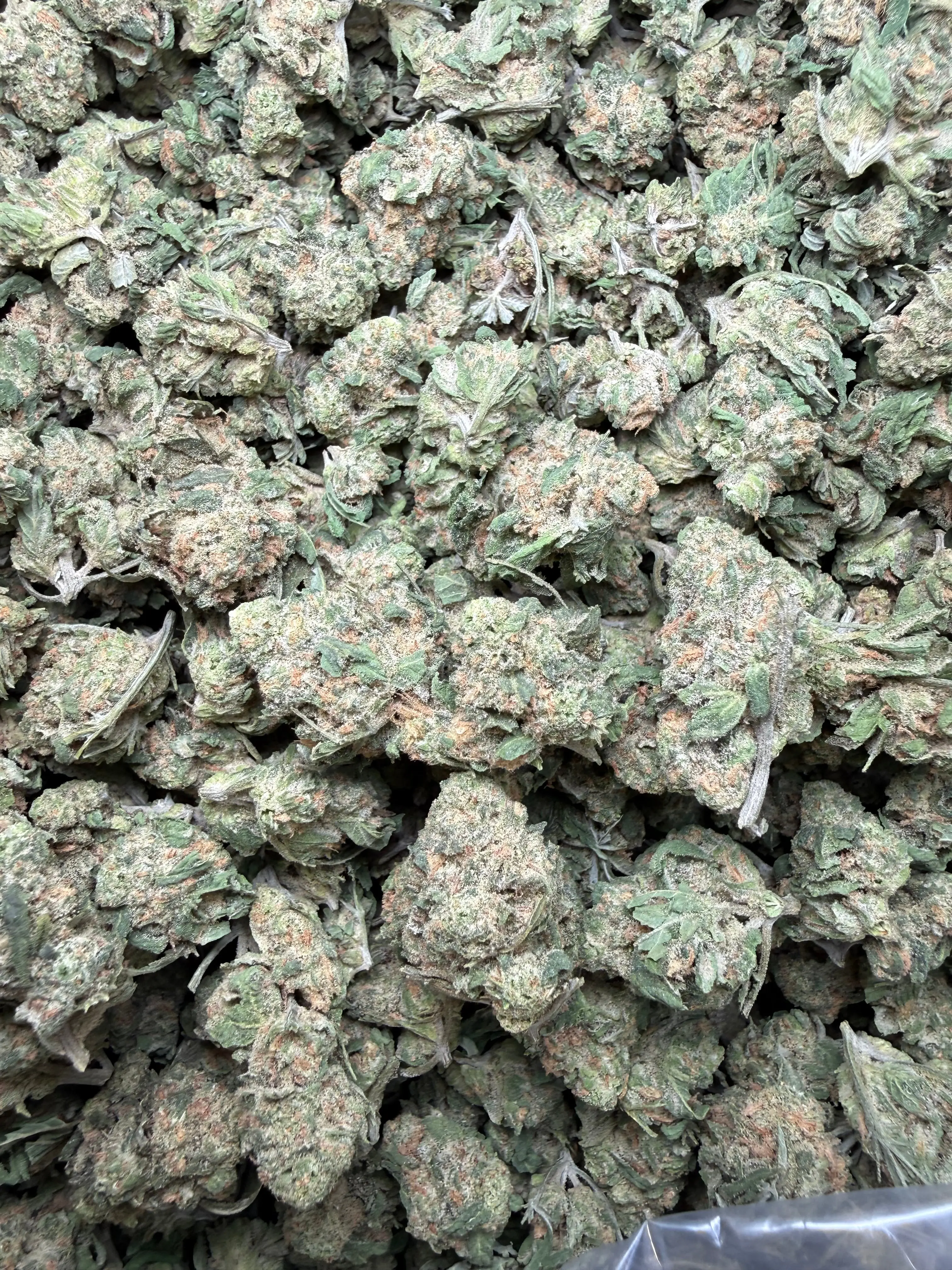 1 Pound Blue Nerds (Small) - Image 4