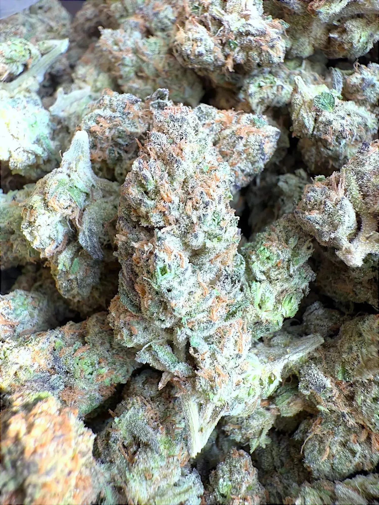 1/2 oz Indoor Exotic - Goverment Oasis THCA Strain - Image 2