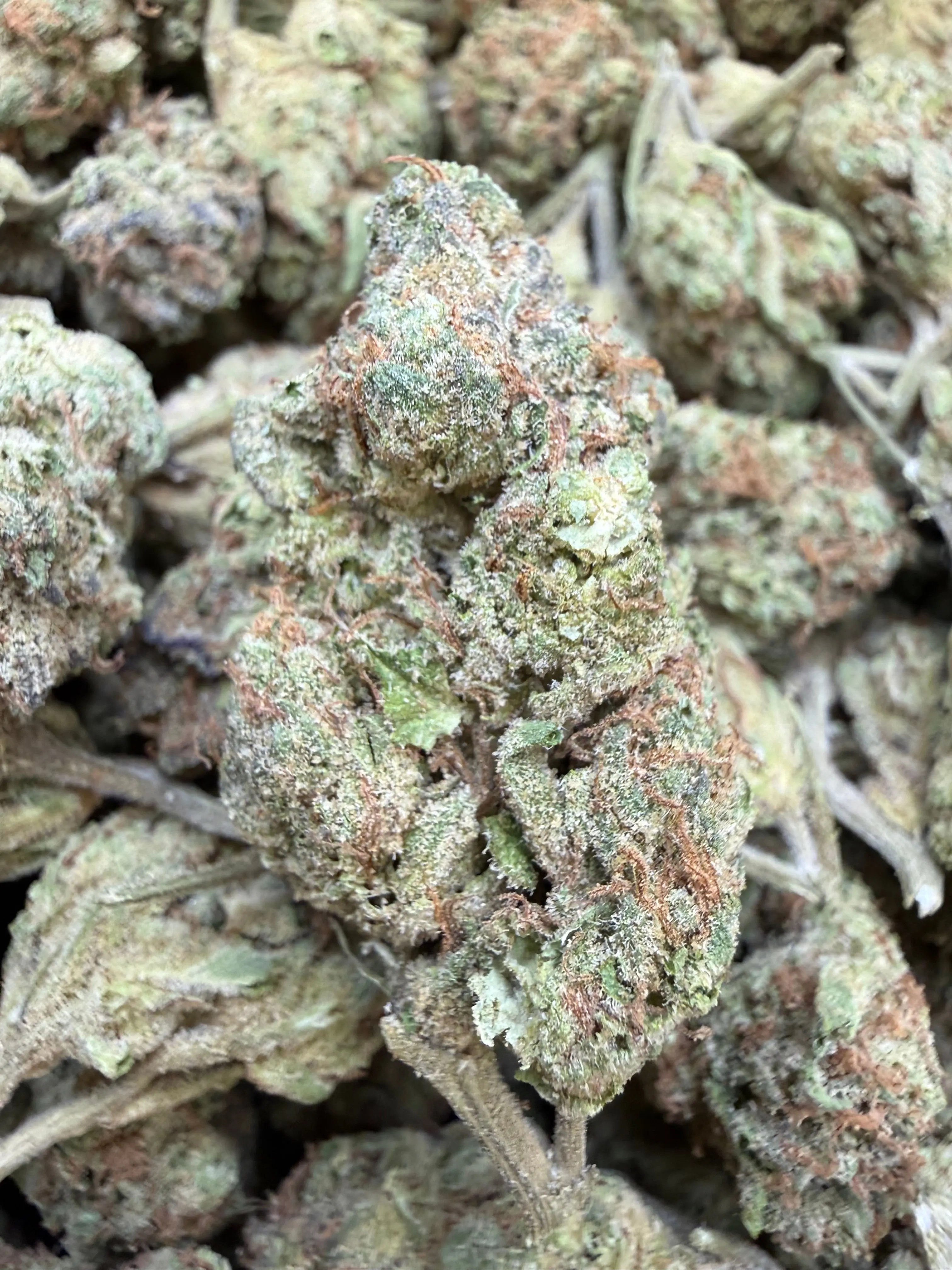 1 Pound - Abuela THCA Flower - Image 3