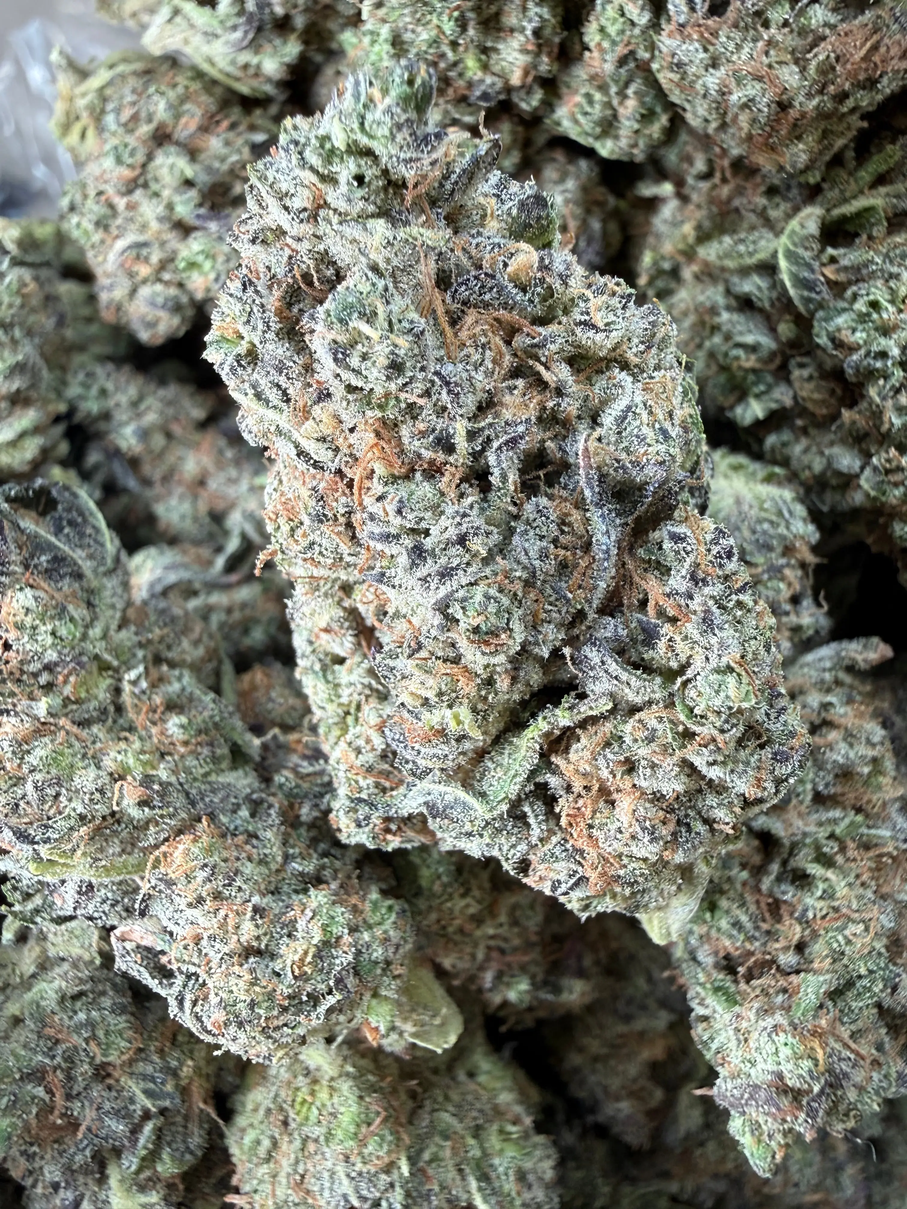 1 Pound -  Bahama Mama THCA Flower - Image 2