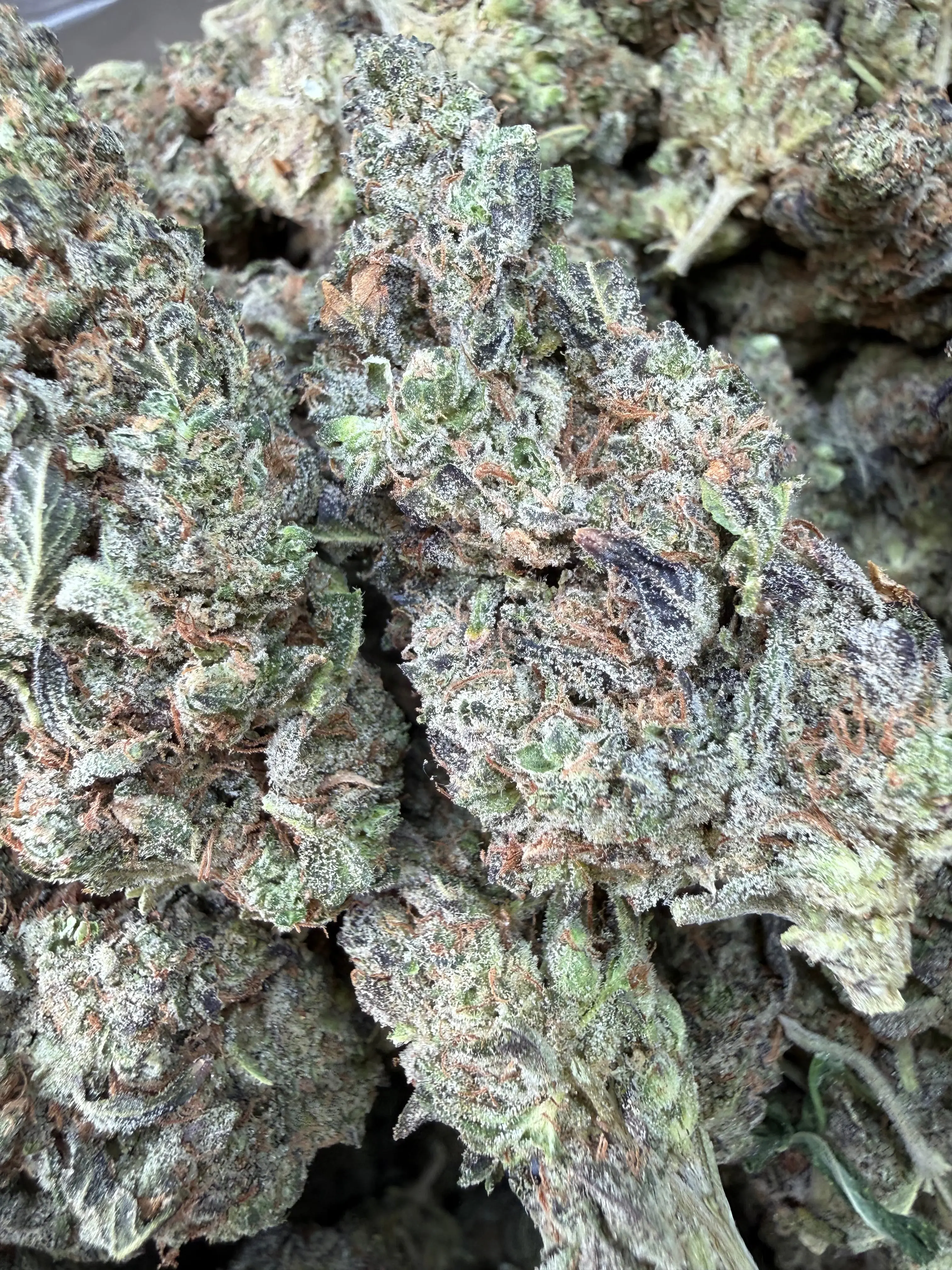 1 Pound -  Bahama Mama THCA Flower - Image 3