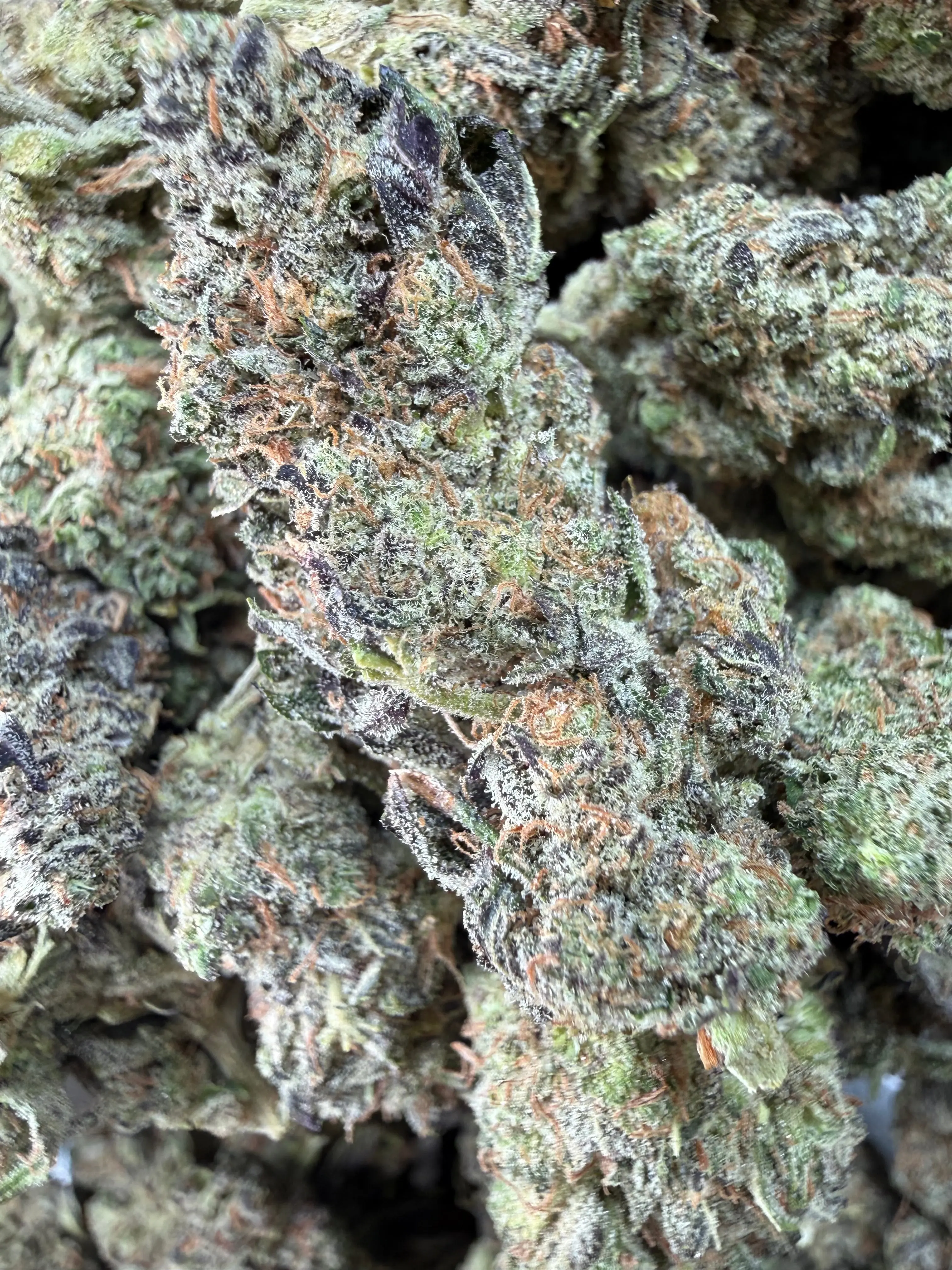 1 Pound -  Bahama Mama THCA Flower - Image 4