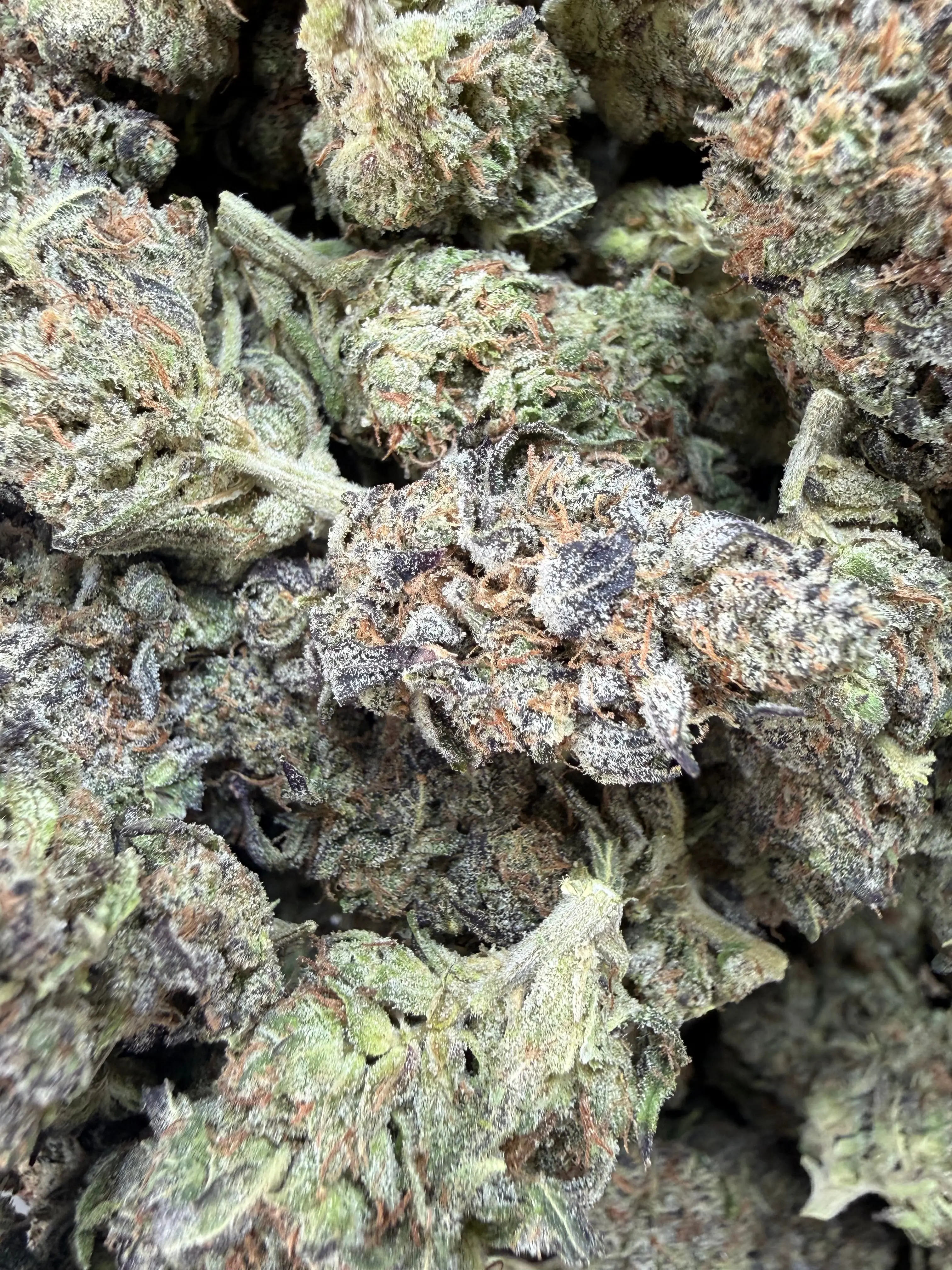 1 Pound -  Bahama Mama THCA Flower - Image 5