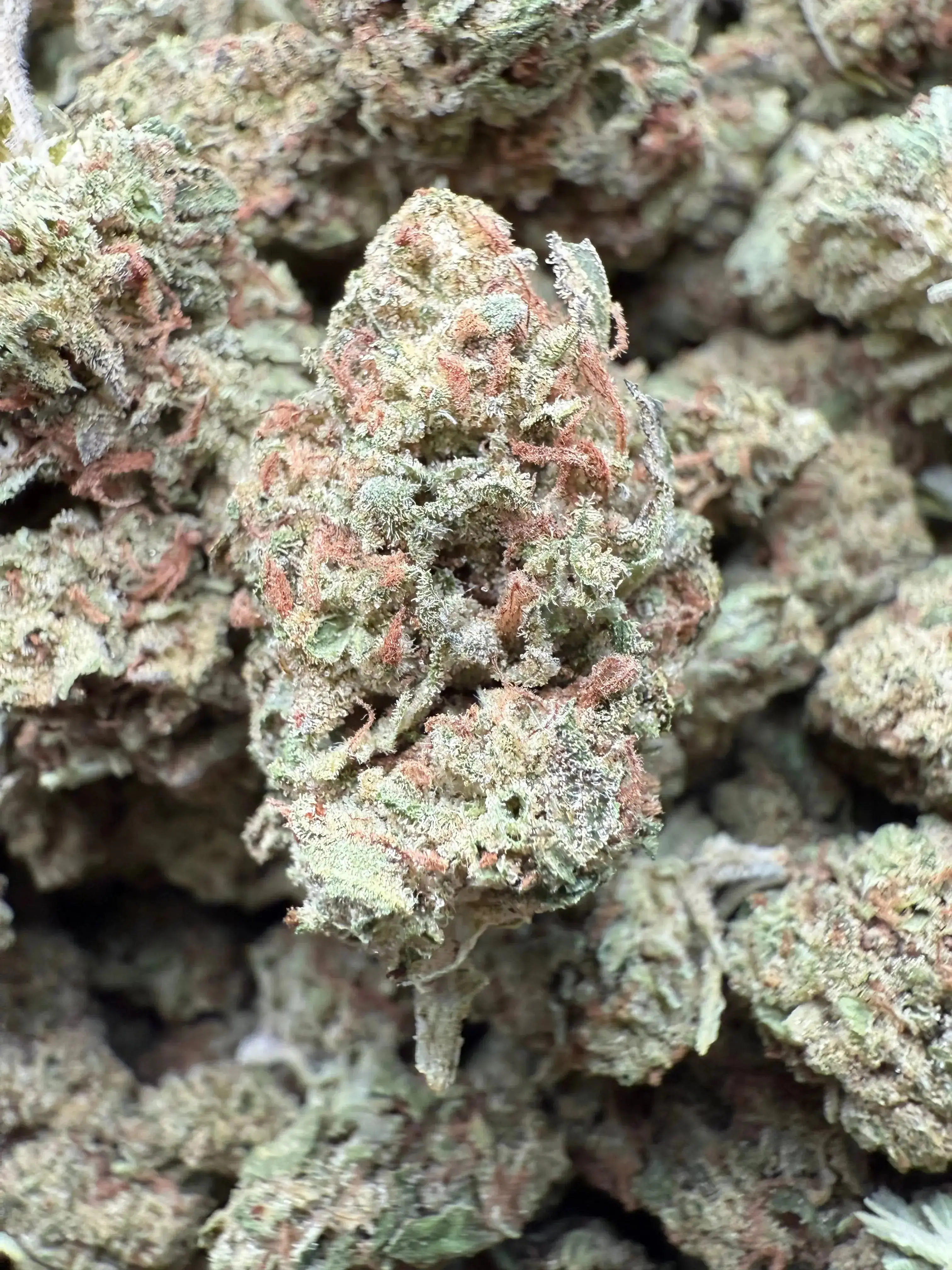 1 Pound Black Bananas THCA