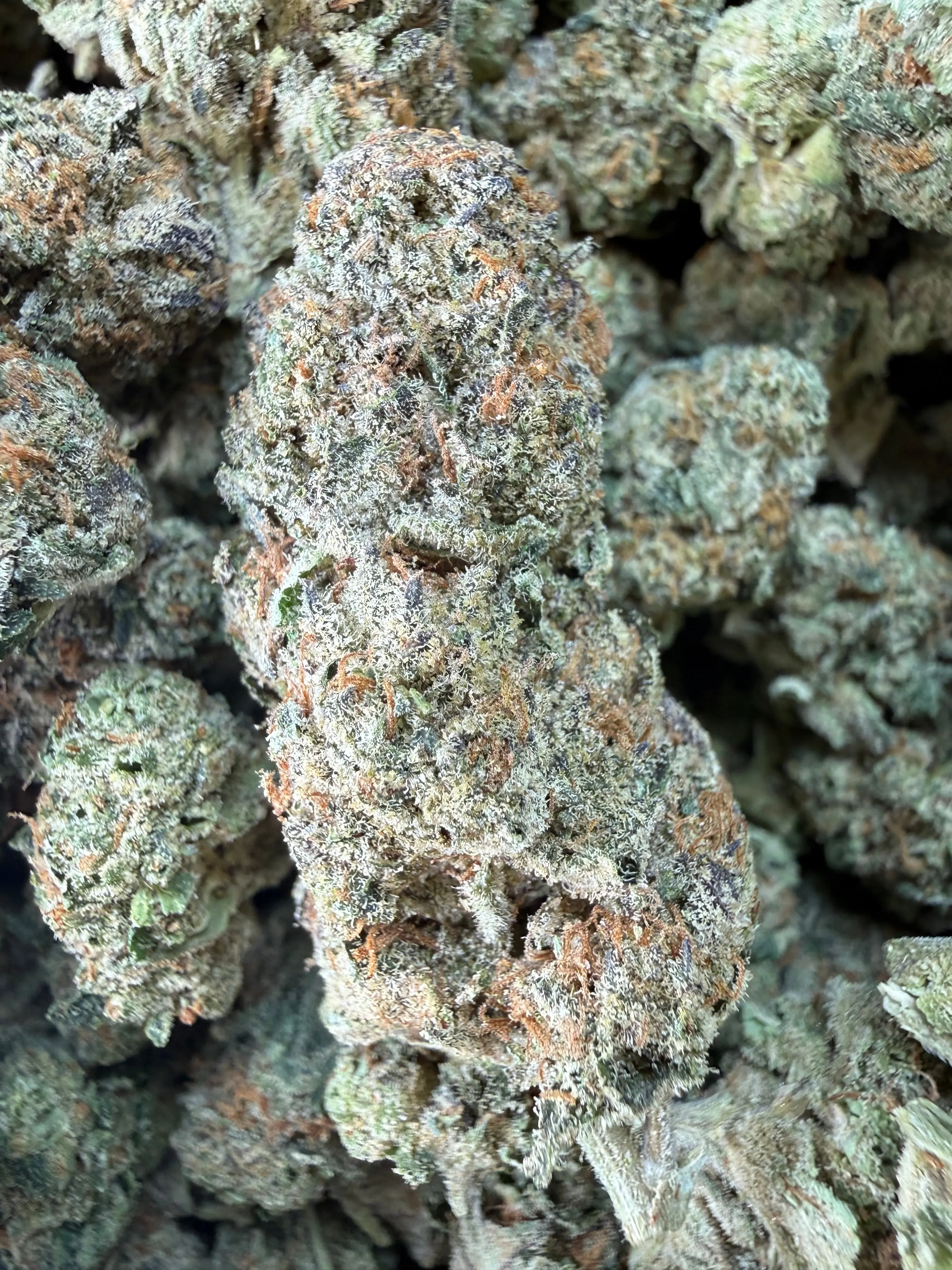 1 Pound - Cereal Milk THCA Flower