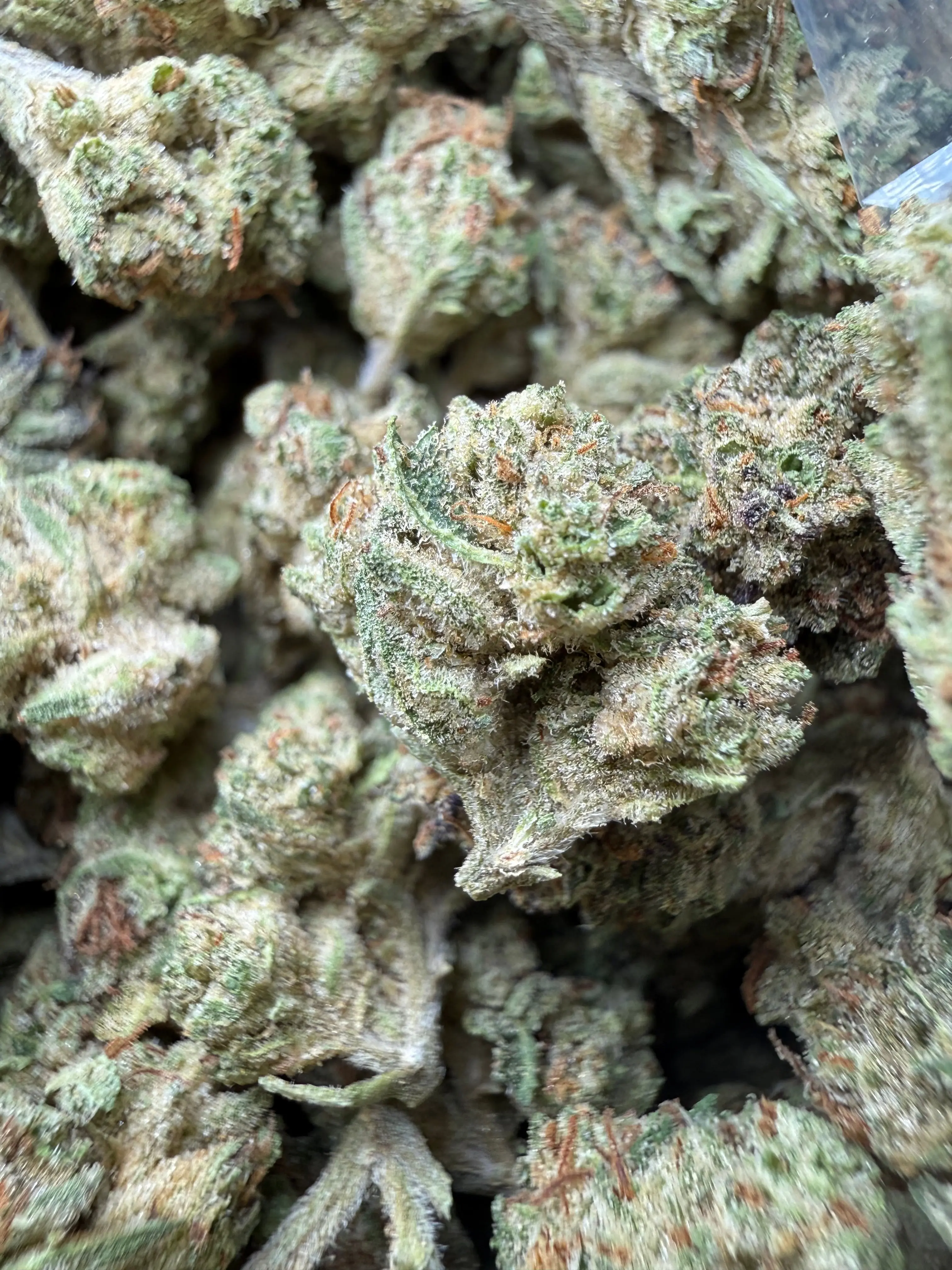 1 Pound - Cereal Milk THCA Strain (Small)