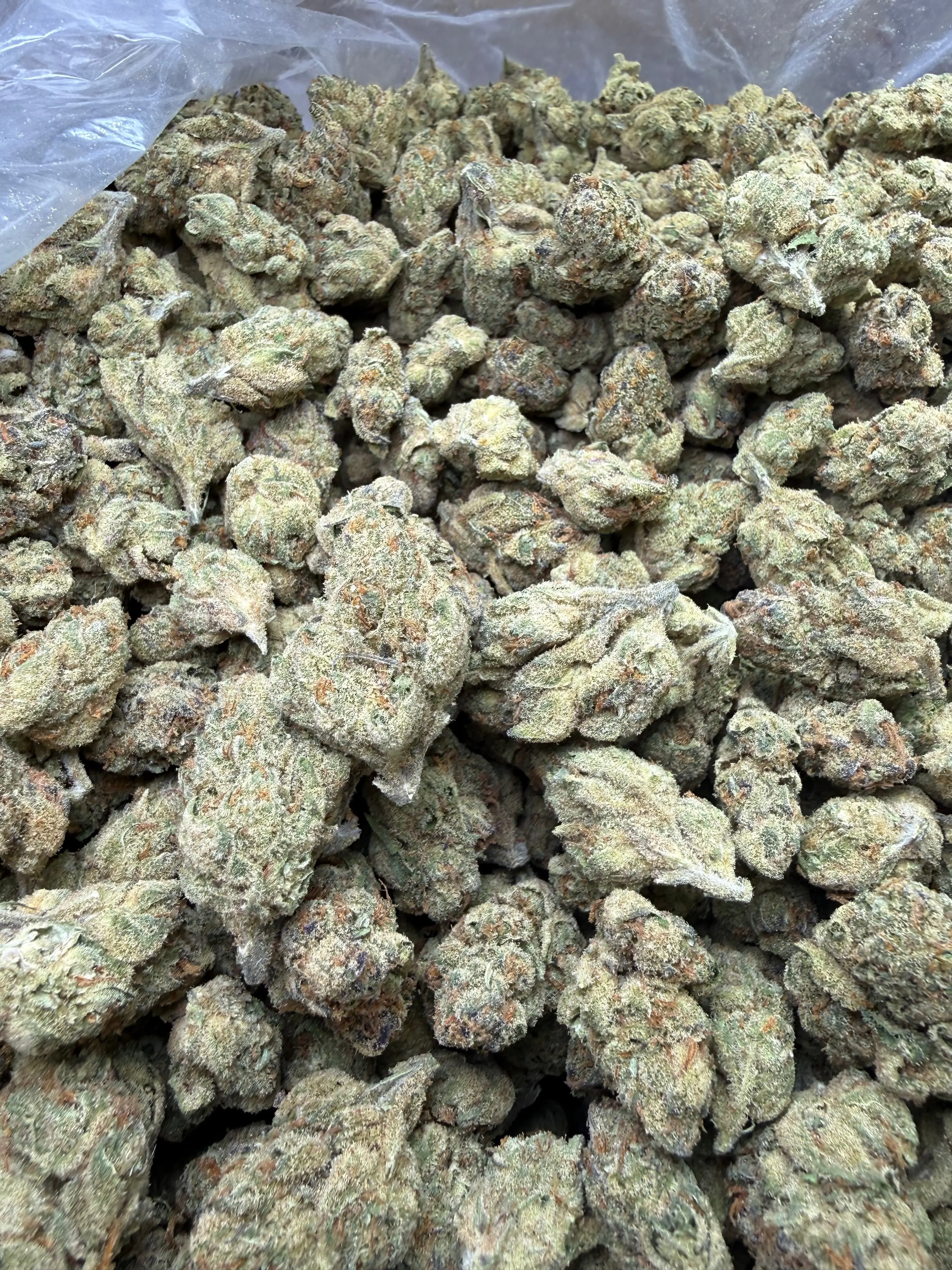 1 Pound - Cheetah Piss THCA Flower - Image 8