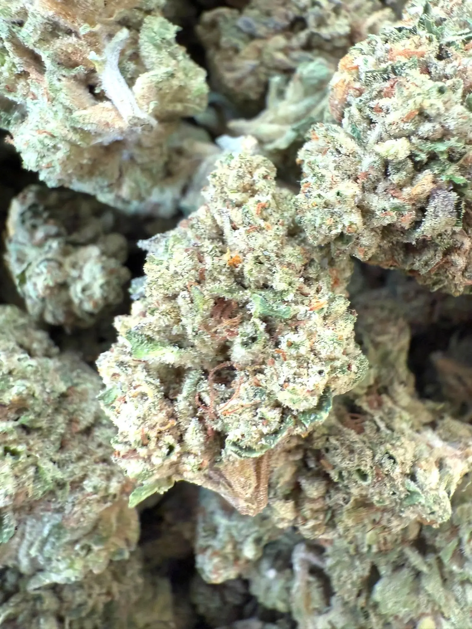 1 Pound - Exotic - Cheetah Piss x SFV THCA Strain - Image 3