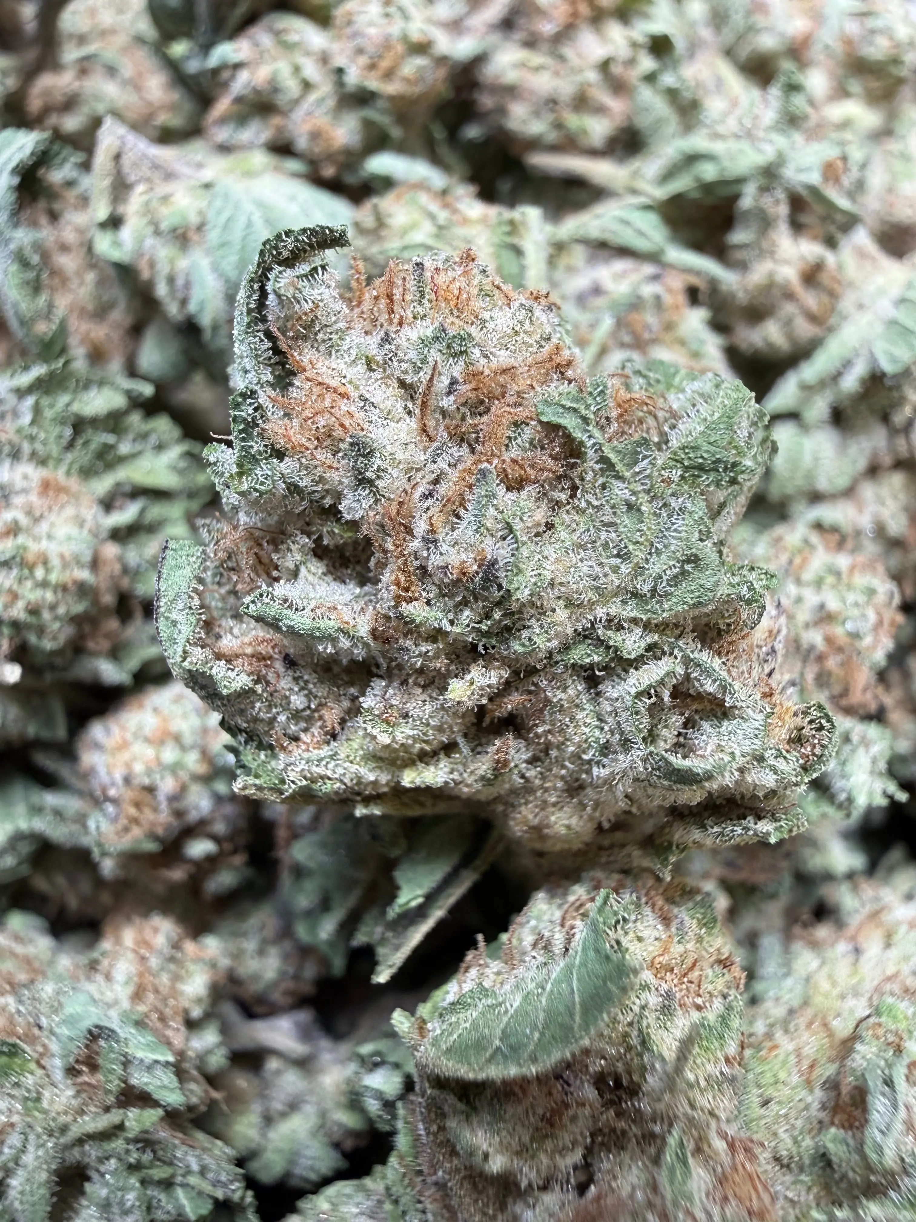 1 Pound - F1 Durb THCA Strain (Small)