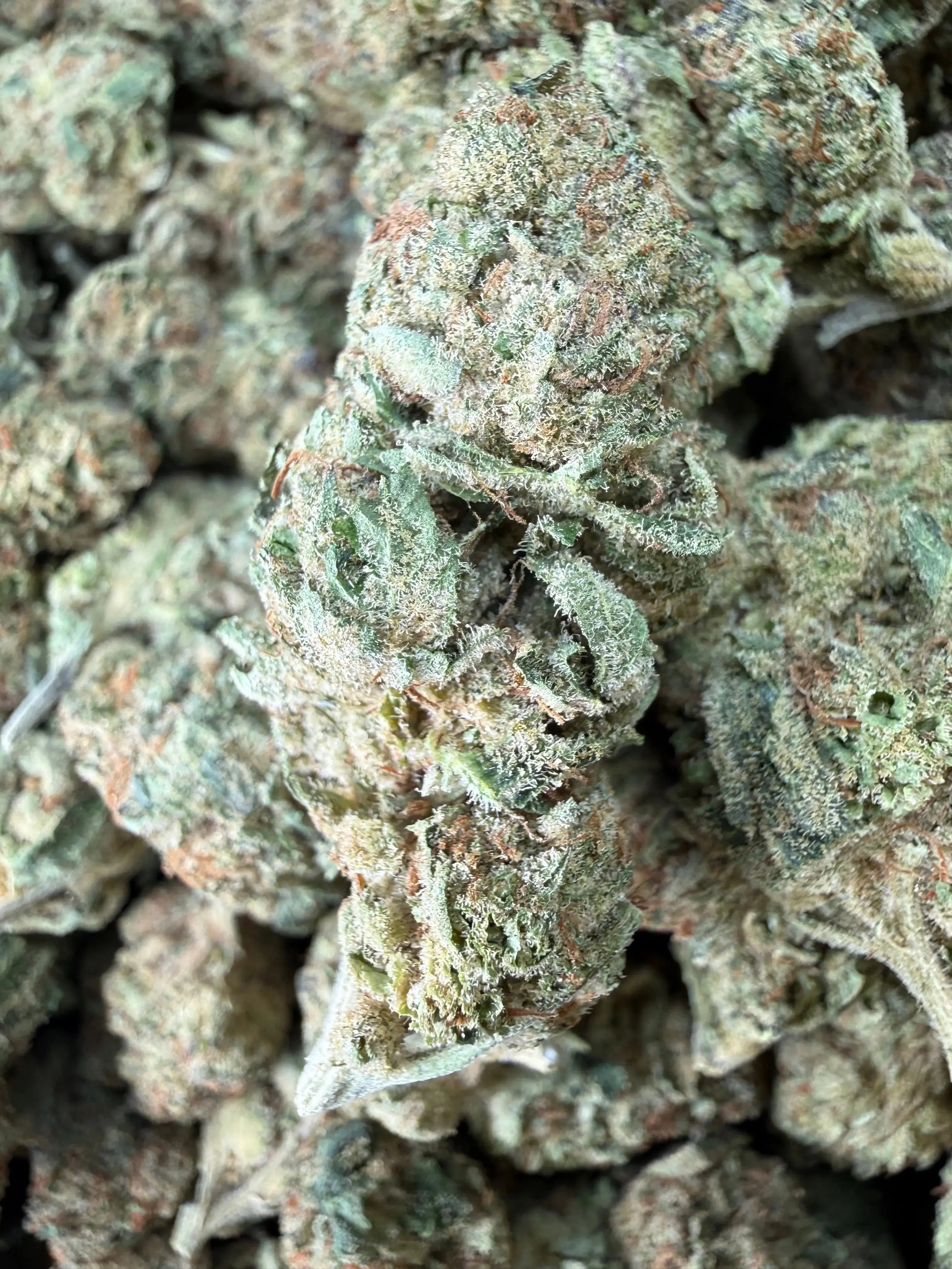 1 Pound - Fruity Pebbles OG THCA Flower - Image 2