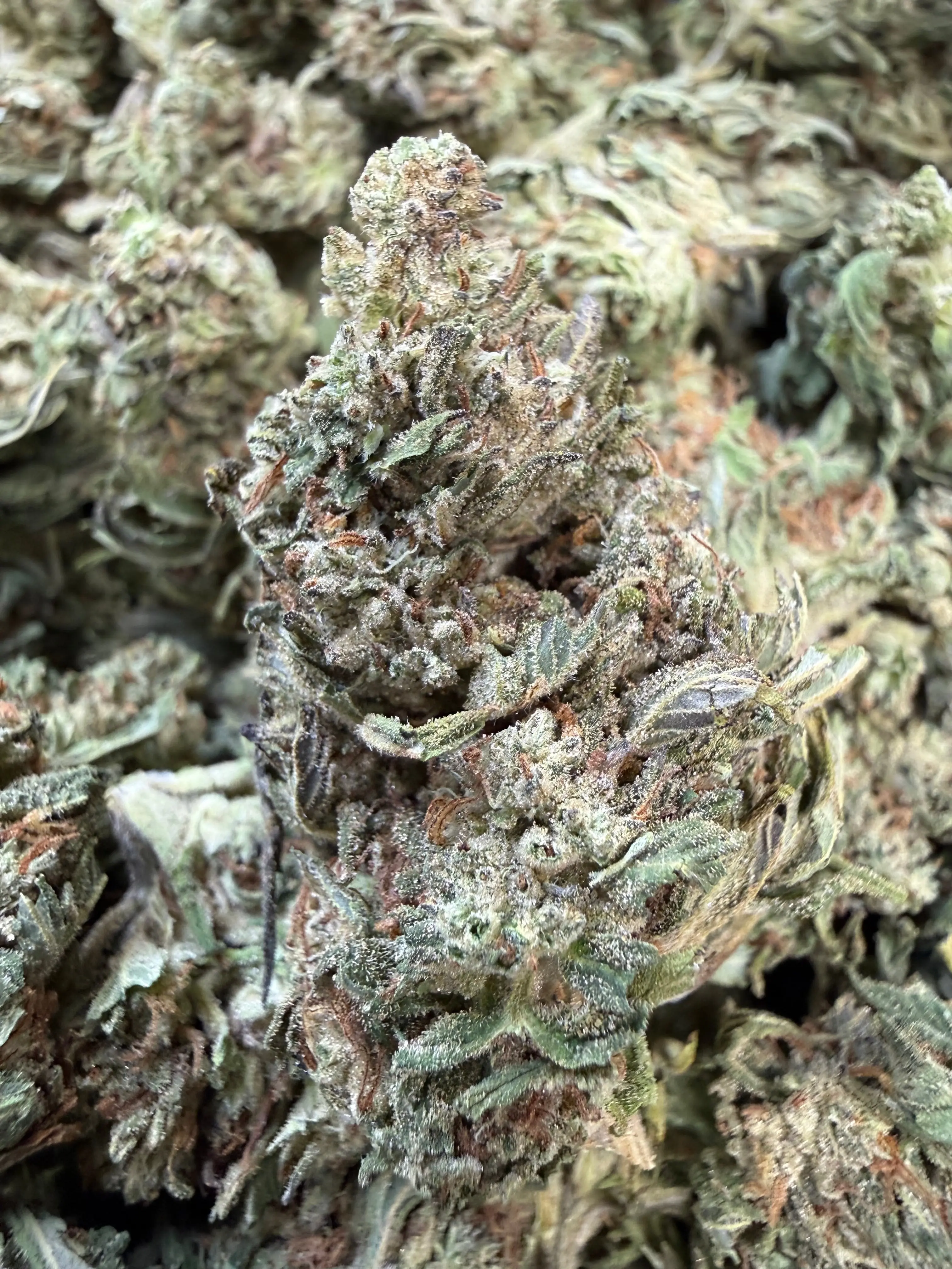 1 Pound - Fuel OG THCA Flower - Image 2