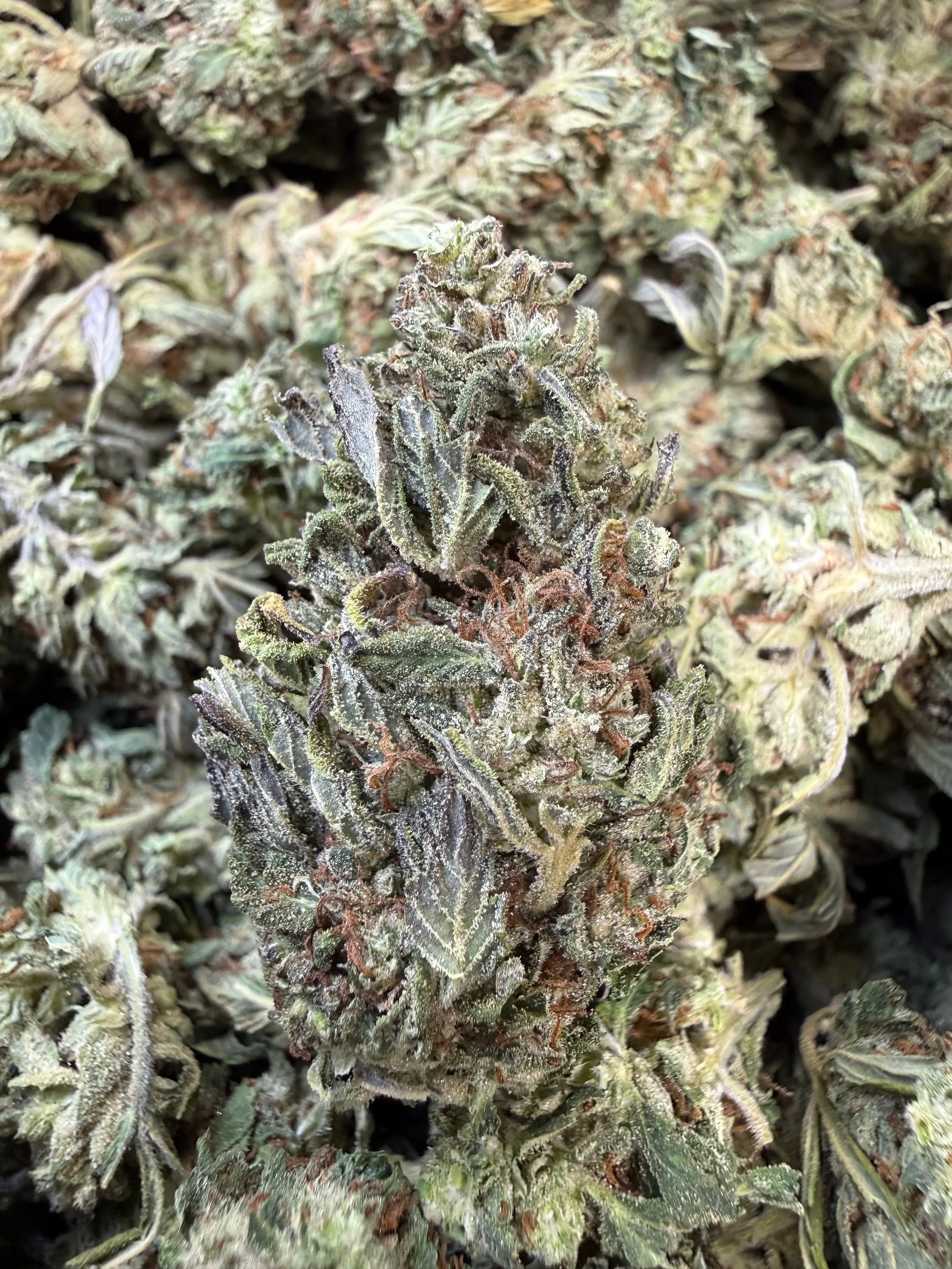 1 Pound - Fuel OG THCA Flower - Image 3