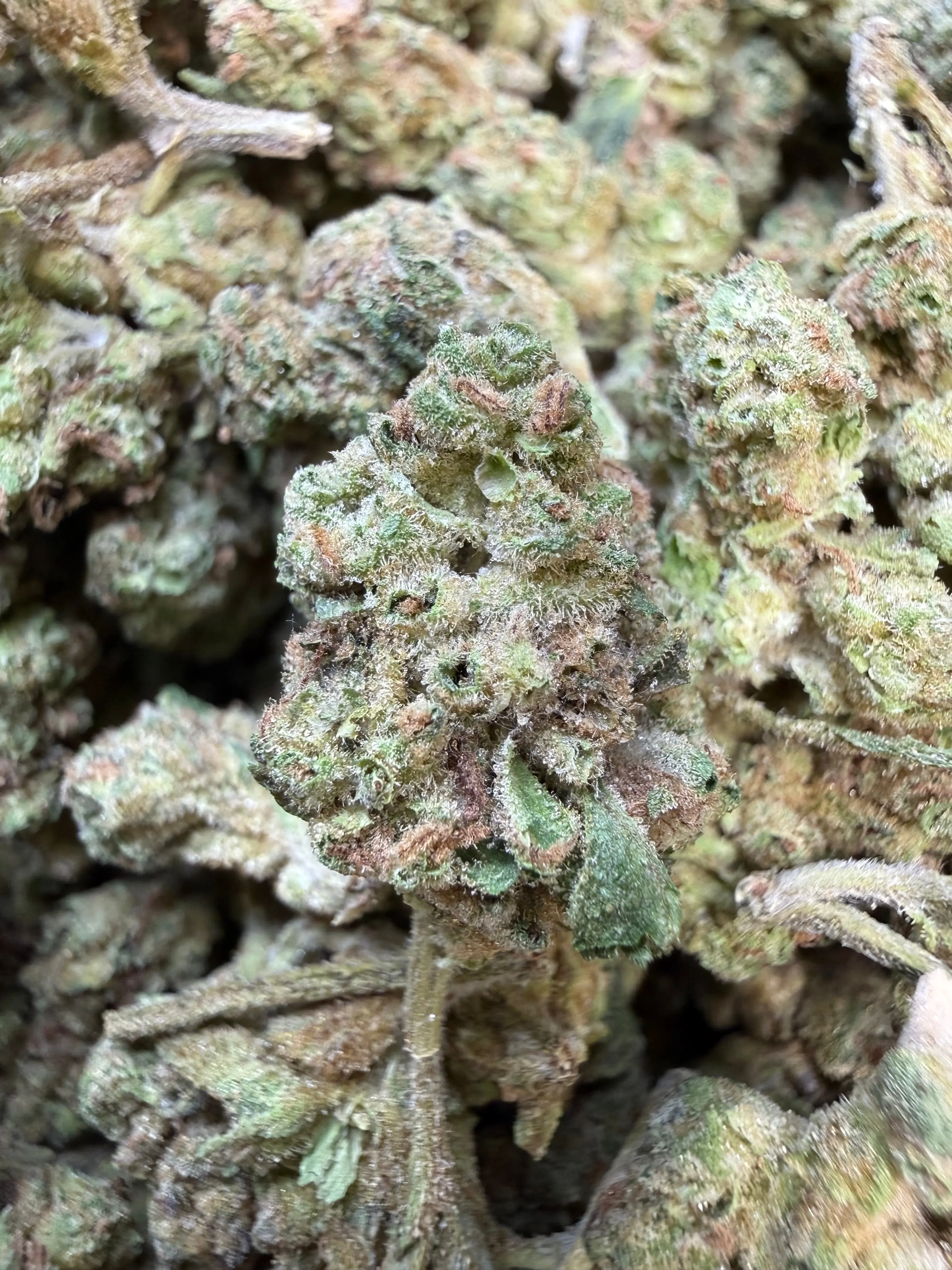 1 Pound - Ice Cream Pie THCA Strain (Small) - Image 3