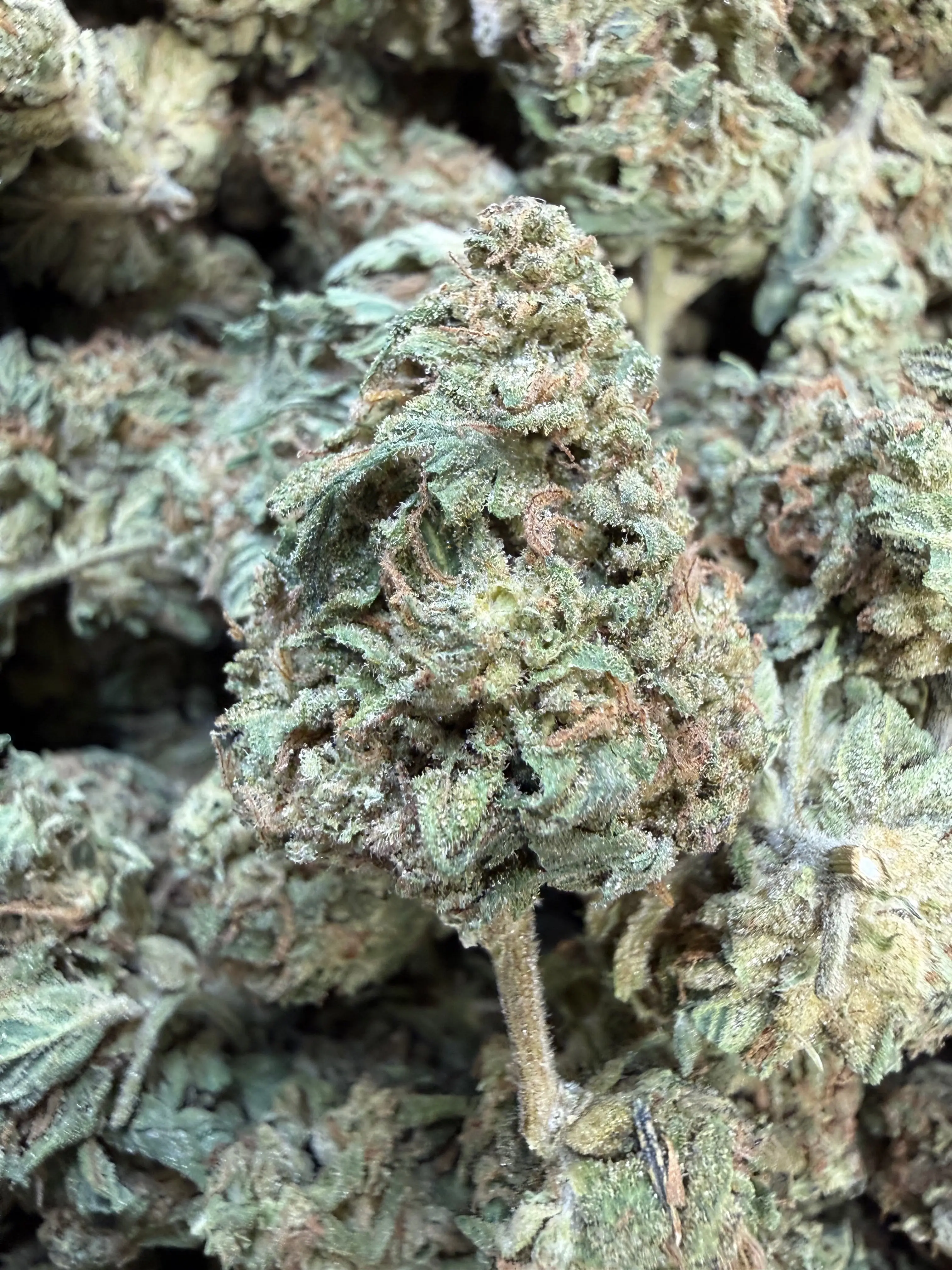 1 Pound -  King Kong Kush THCA Flower - Image 3