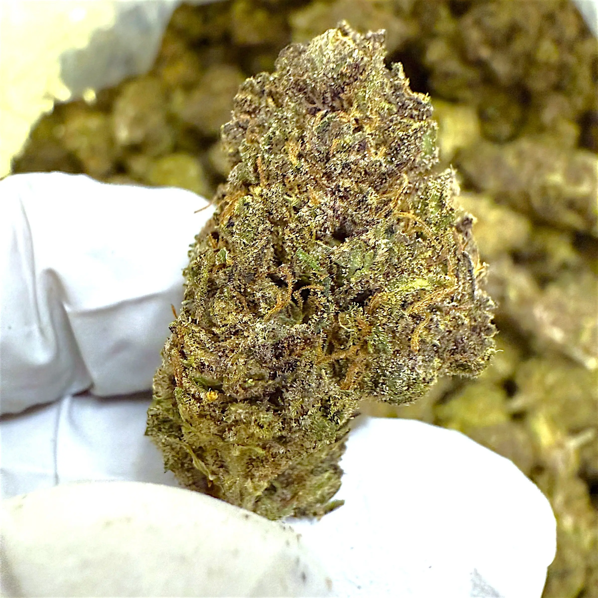 1 Pound of Catholic School Girl THCA