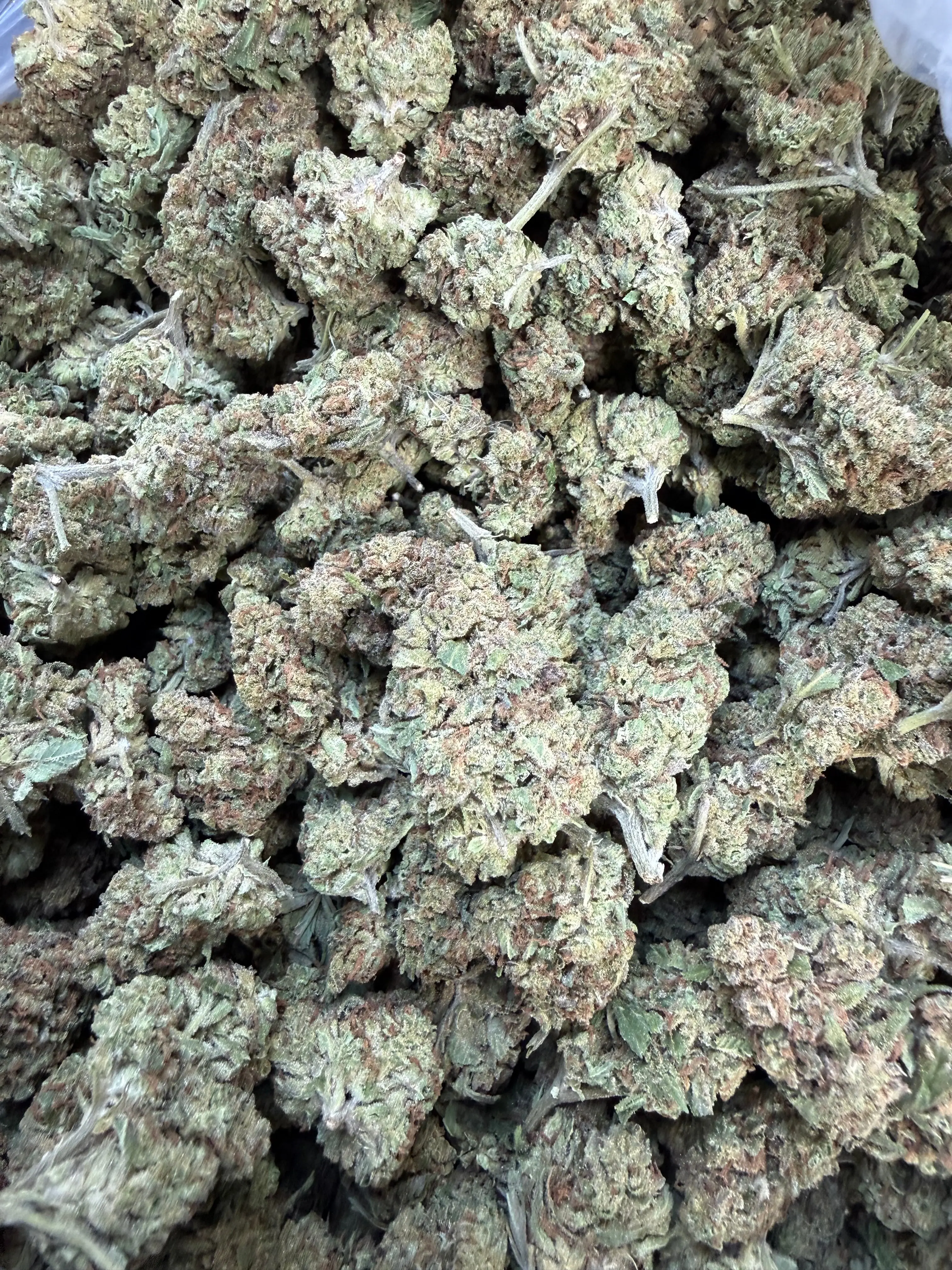 1 Pound of Garlic Cookies THCA Flower - Image 5