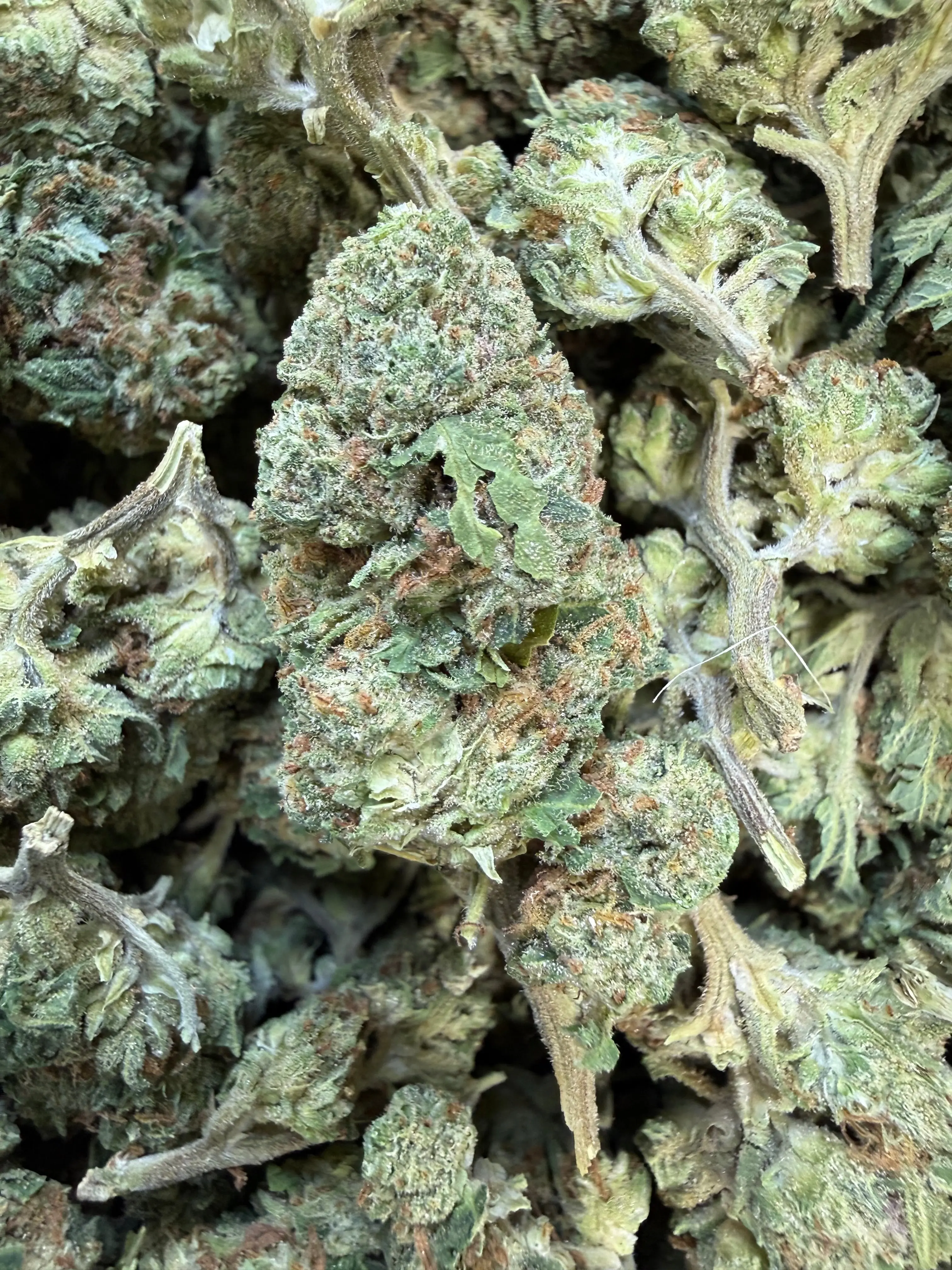 1 Pound of Strawberry Gelato THCA Flower