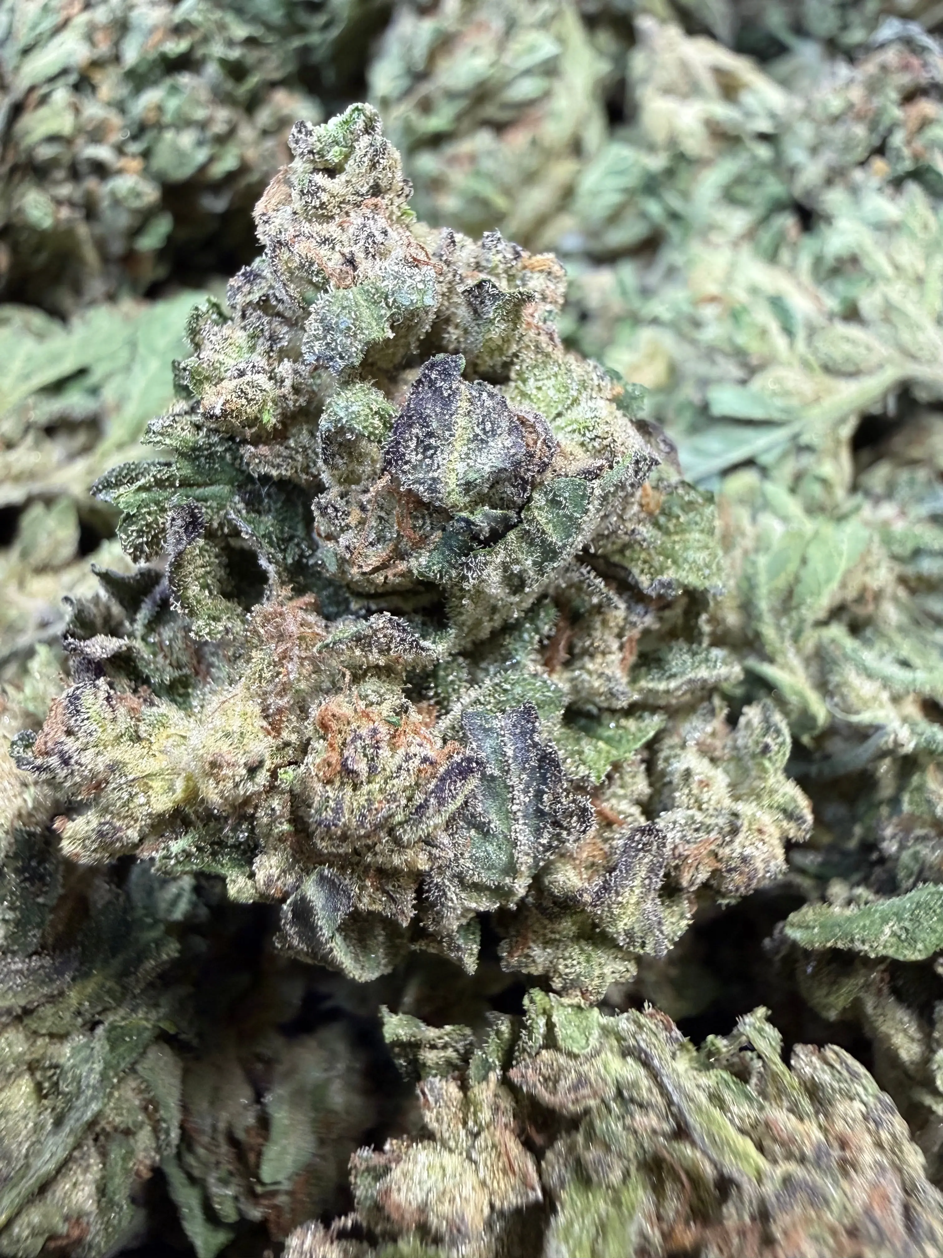 1 Pound - Pink Rozay THCA Flower - Image 7