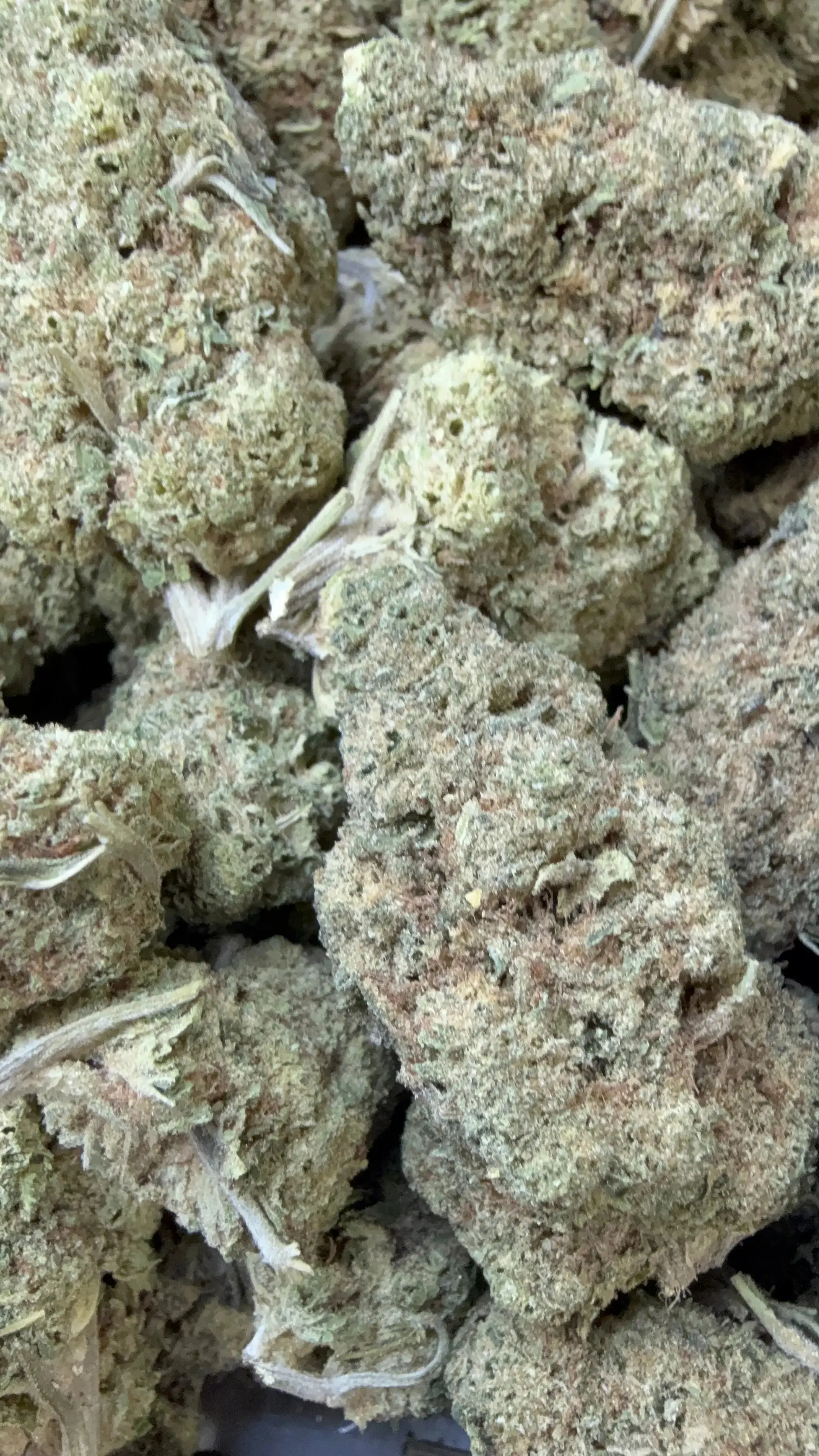1 Pound - Punch Breath THCA Flower - Image 3