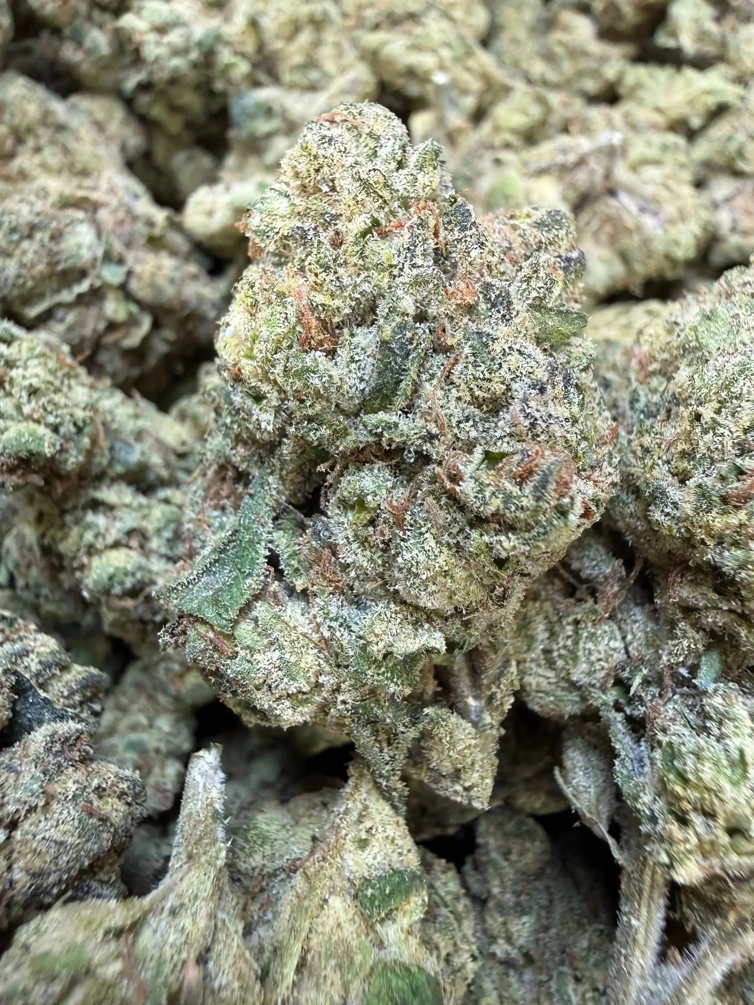 1 Pound - Velvet Currency THCA Strain - Image 2