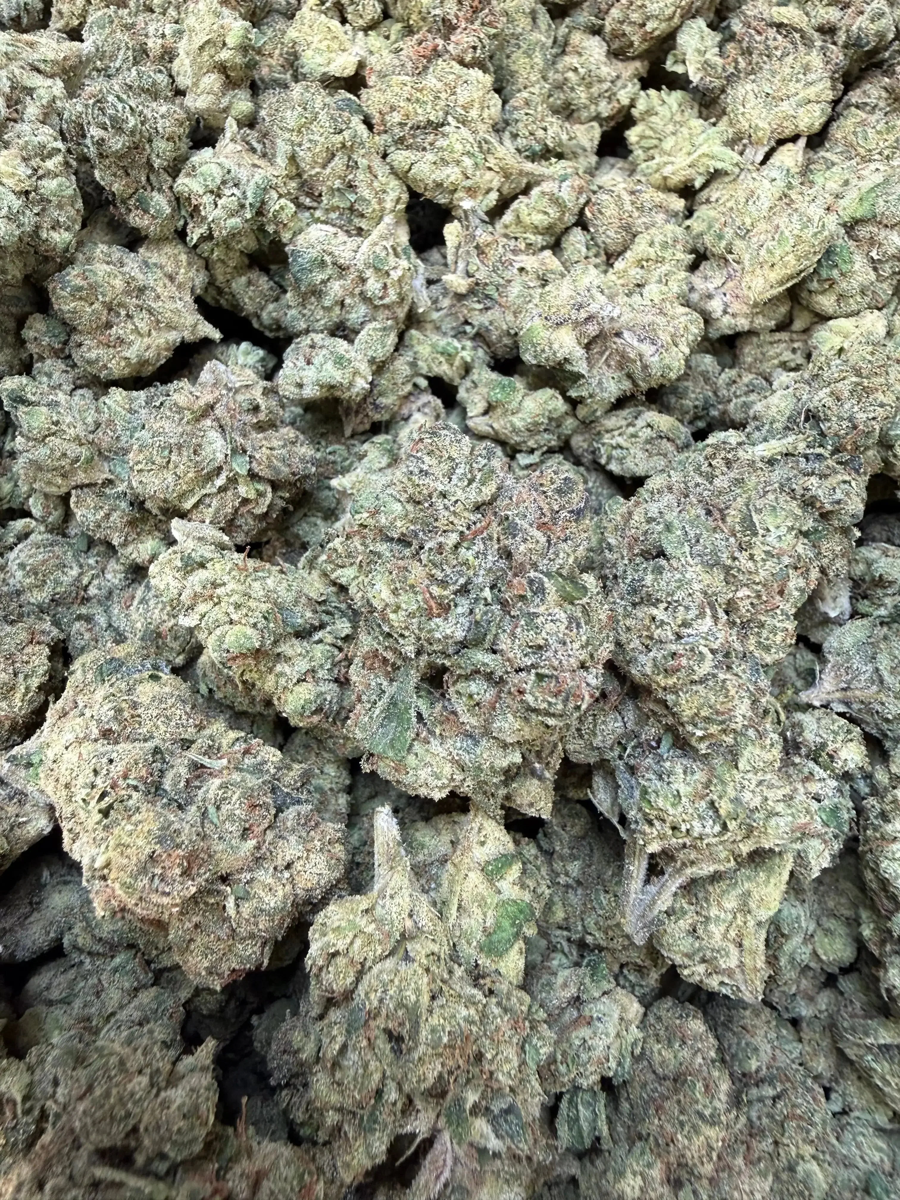 1 Pound - Velvet Currency THCA Strain - Image 3