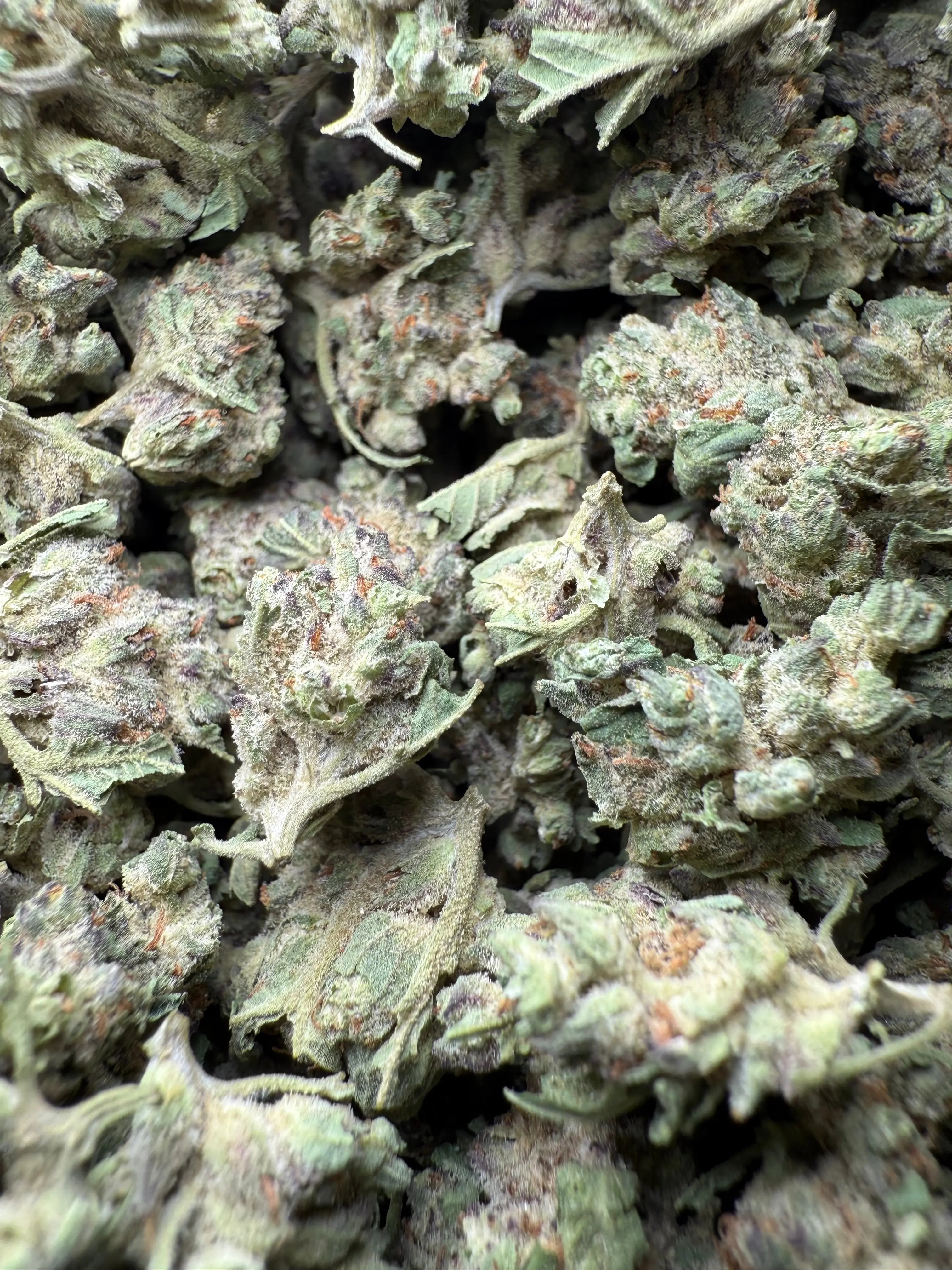 1 Pound - Purple Haze THCA Strain (Small) - Image 4