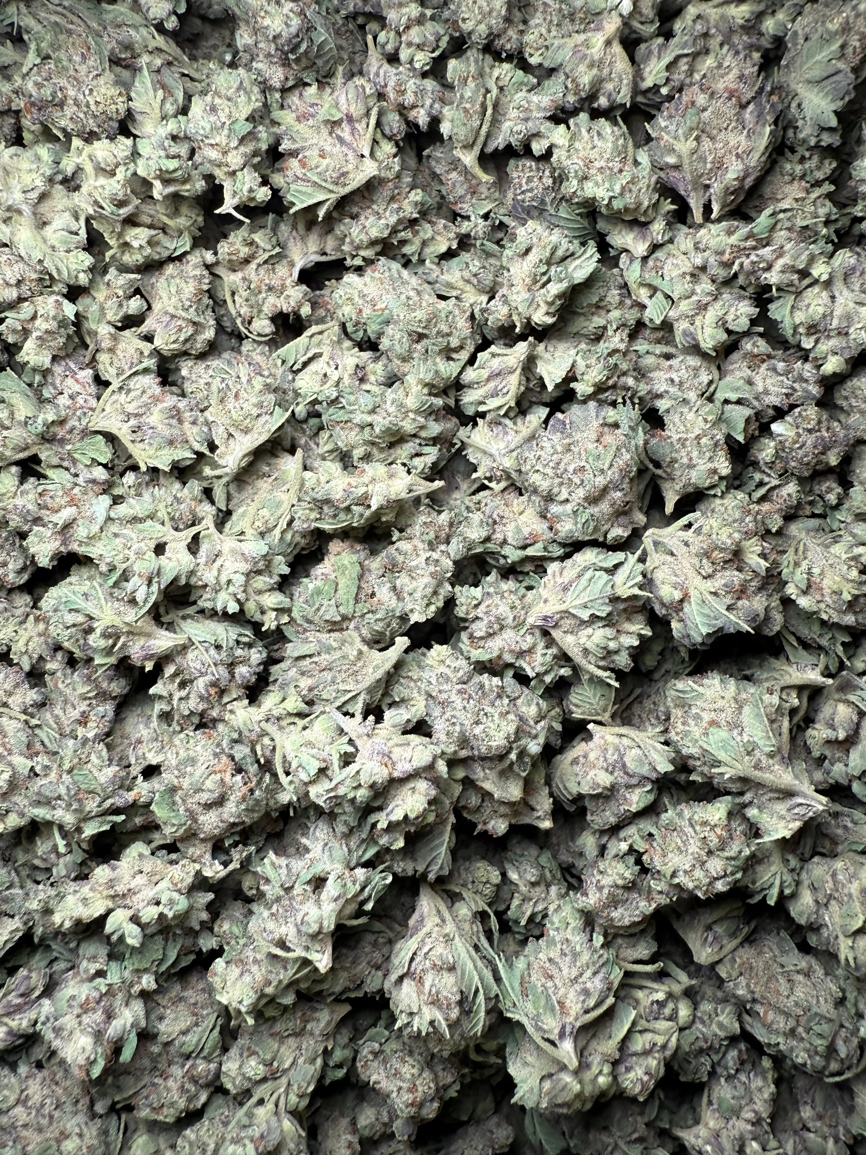 1 Pound - Purple Haze THCA Strain (Small) - Image 5