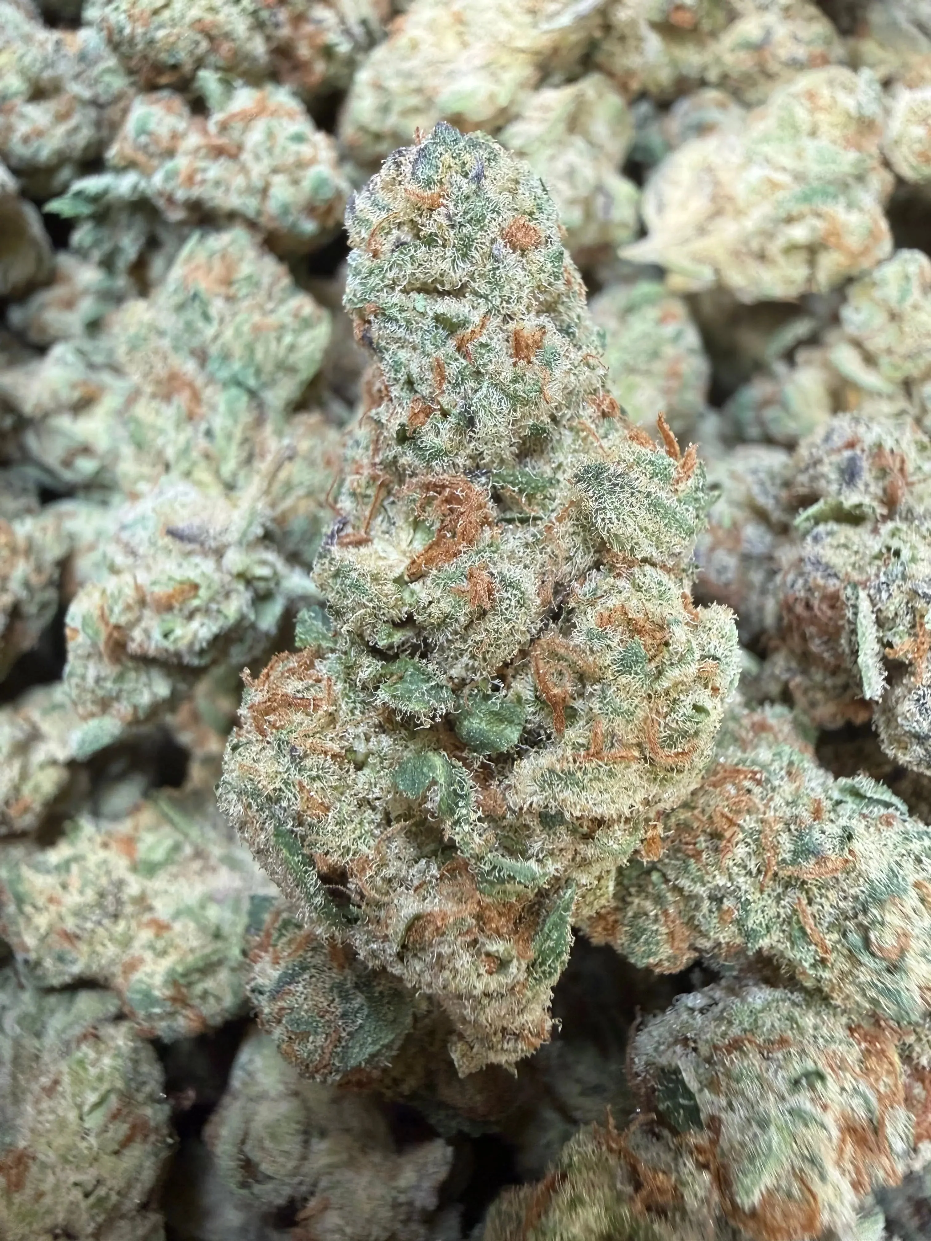 1 Pound - Purple Tesla THCA Strain - Image 2