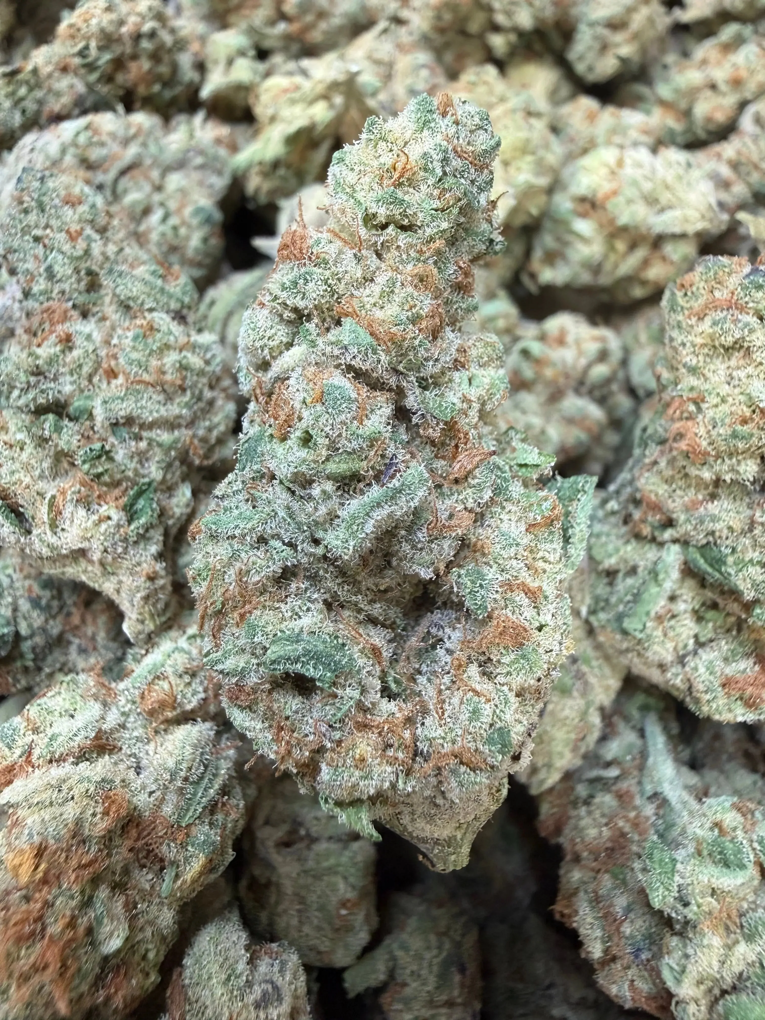 1 Pound - Purple Tesla THCA Strain - Image 3