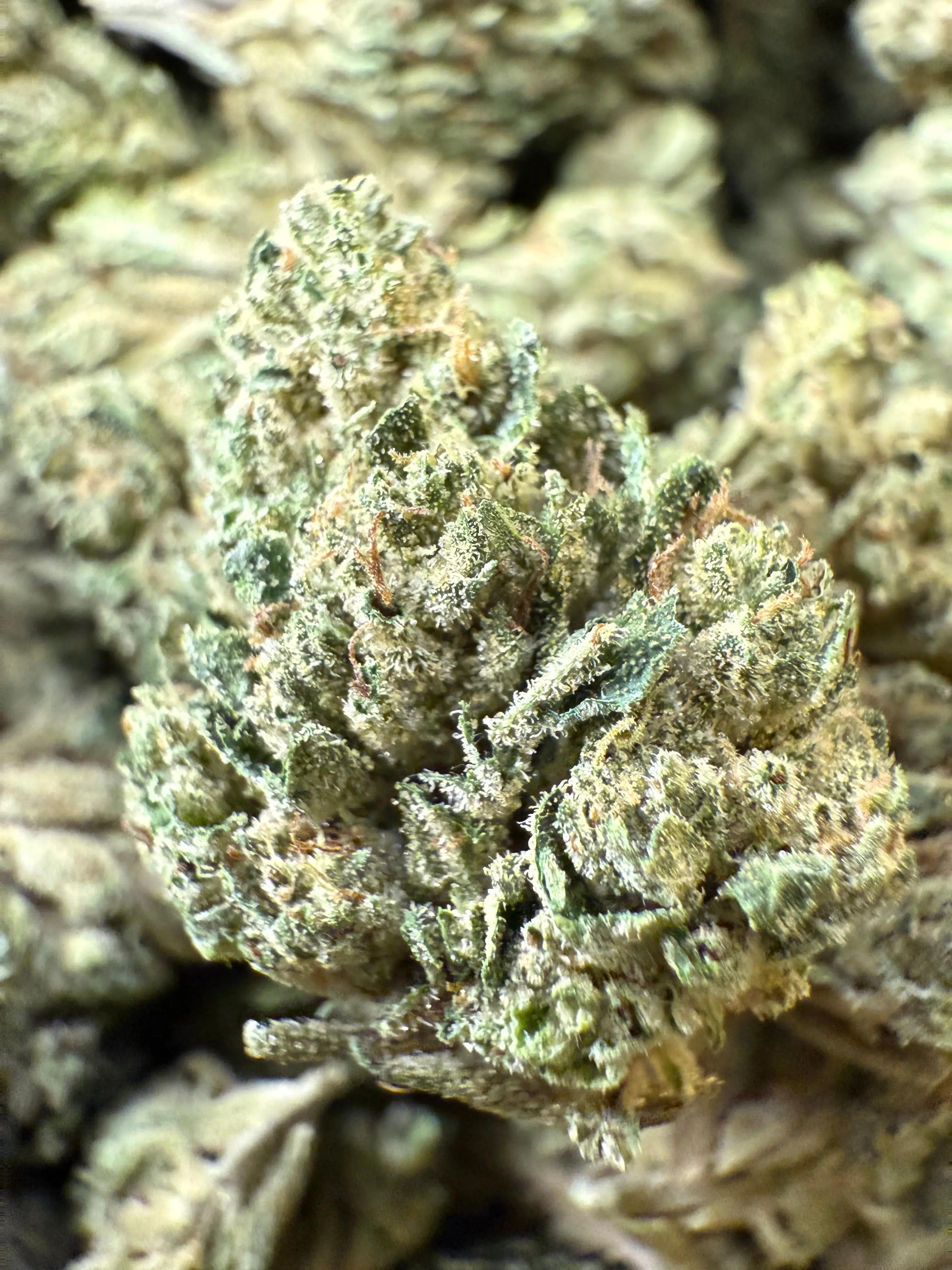 1 Pound - Sour Cheezel THCA Strain