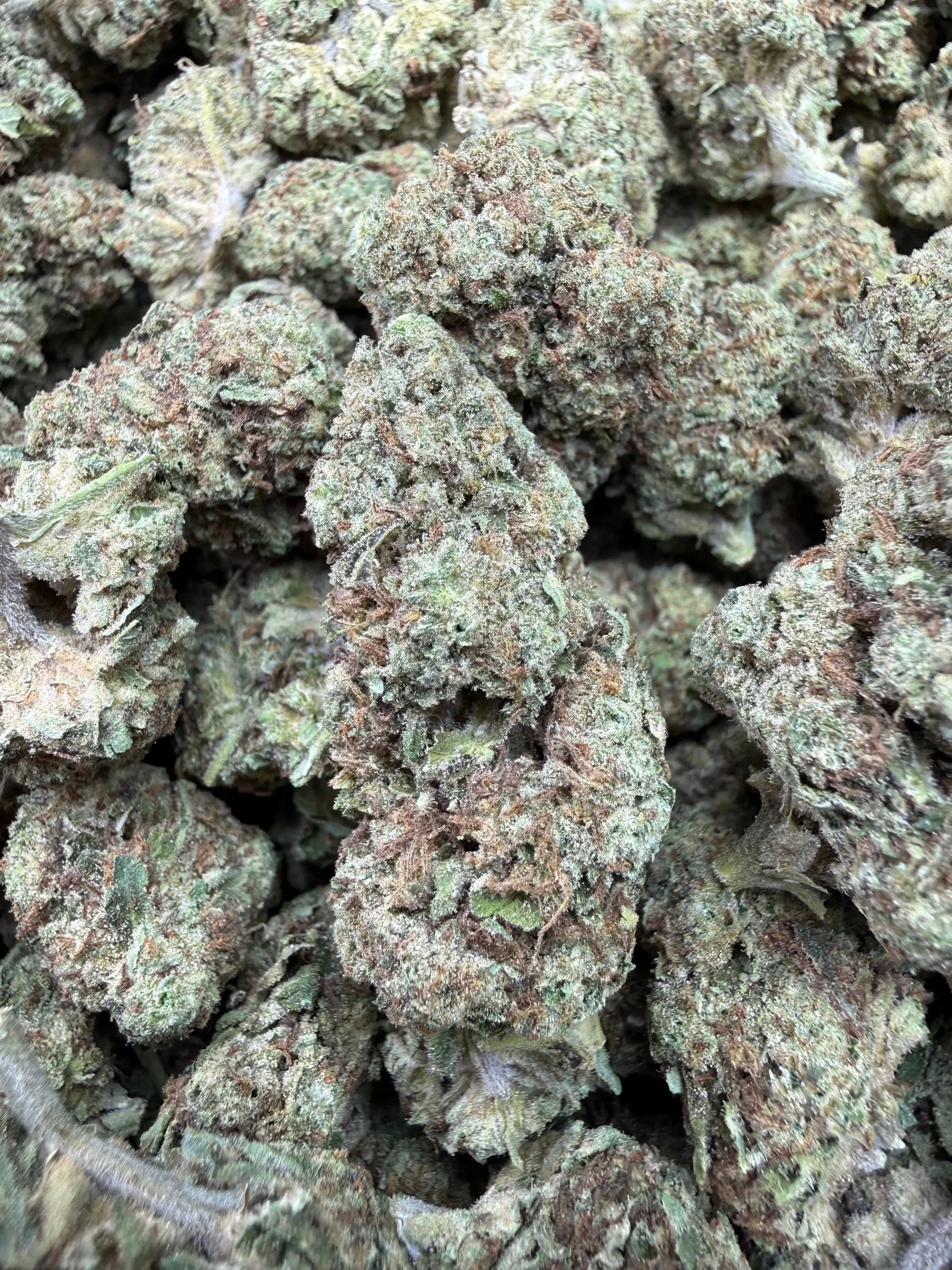 1 Pound - Sugar Bread THCA Flower - Image 3