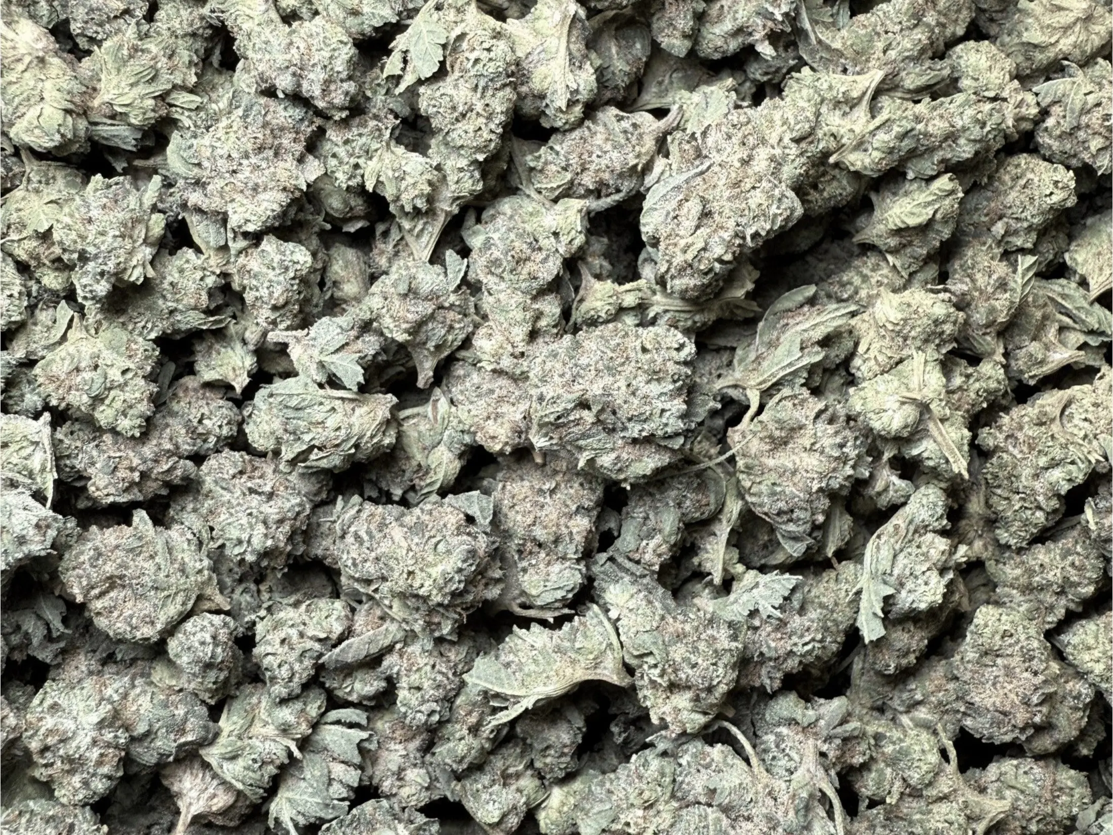1 Pound - Sherbet THCA Strain (Smalls) - Image 2
