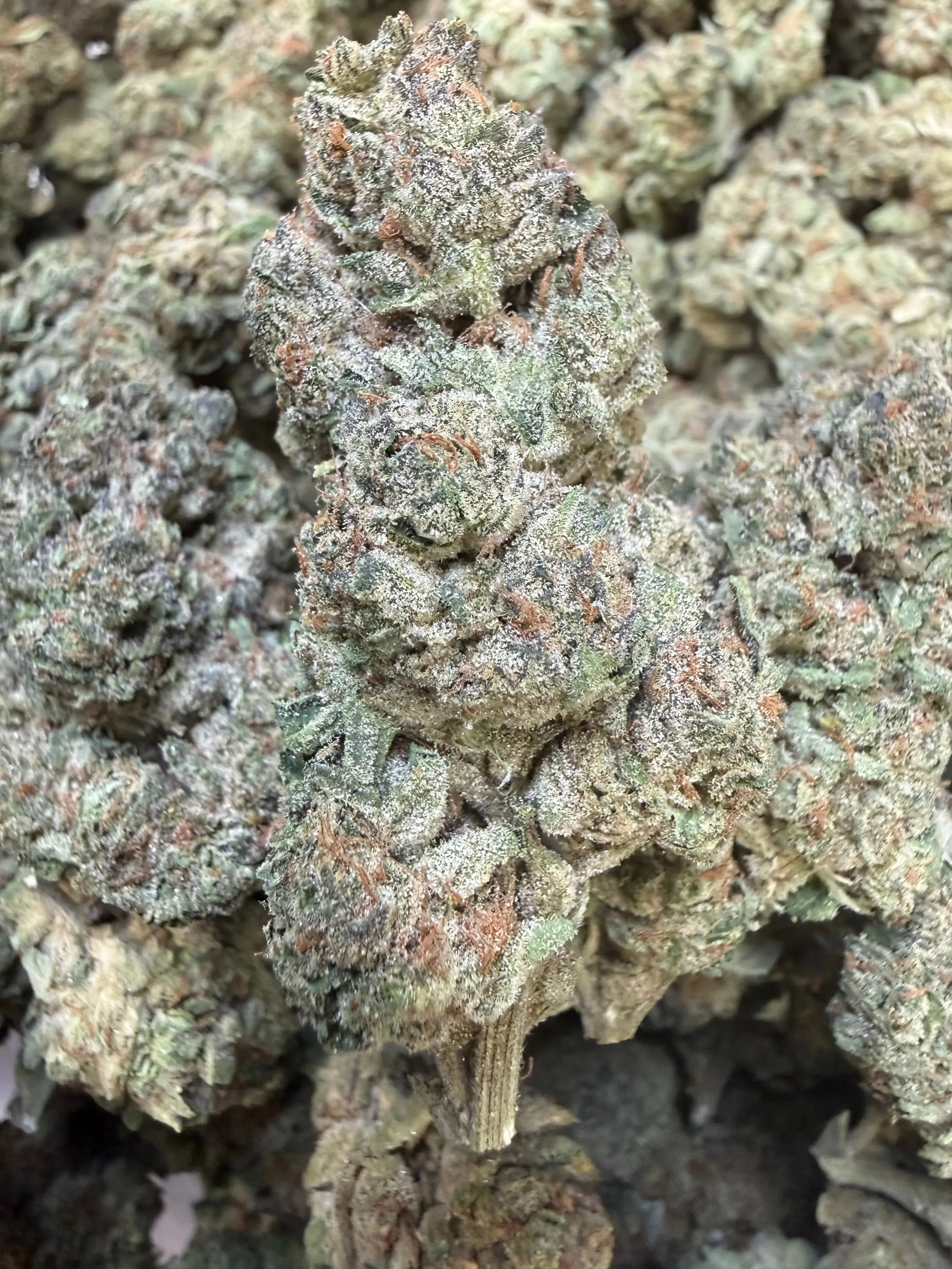 1 Pound - Trap Jelly Reserve THCA Flower - Image 4