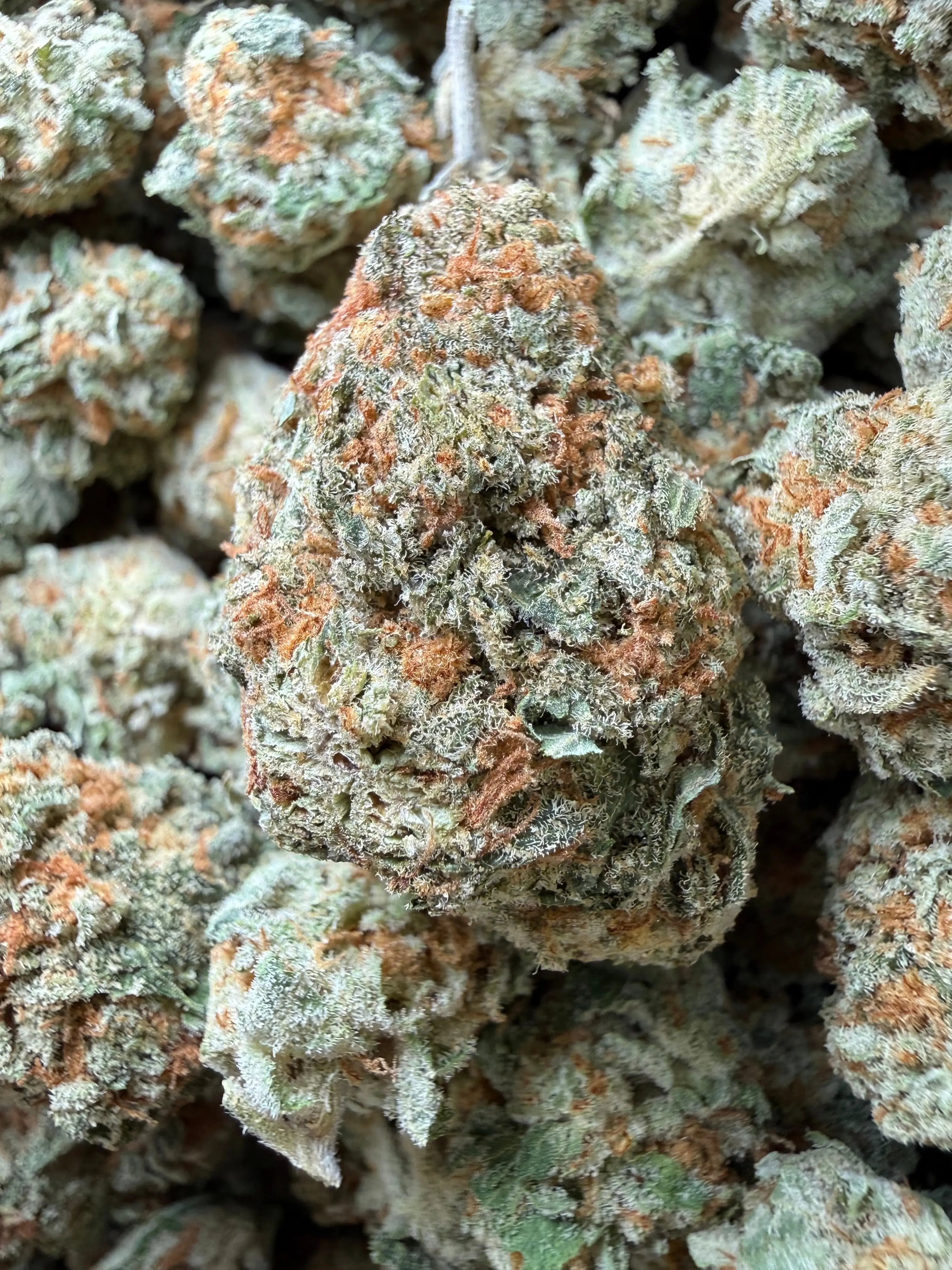 1 Pound - Why U Gelly THCA Flower
