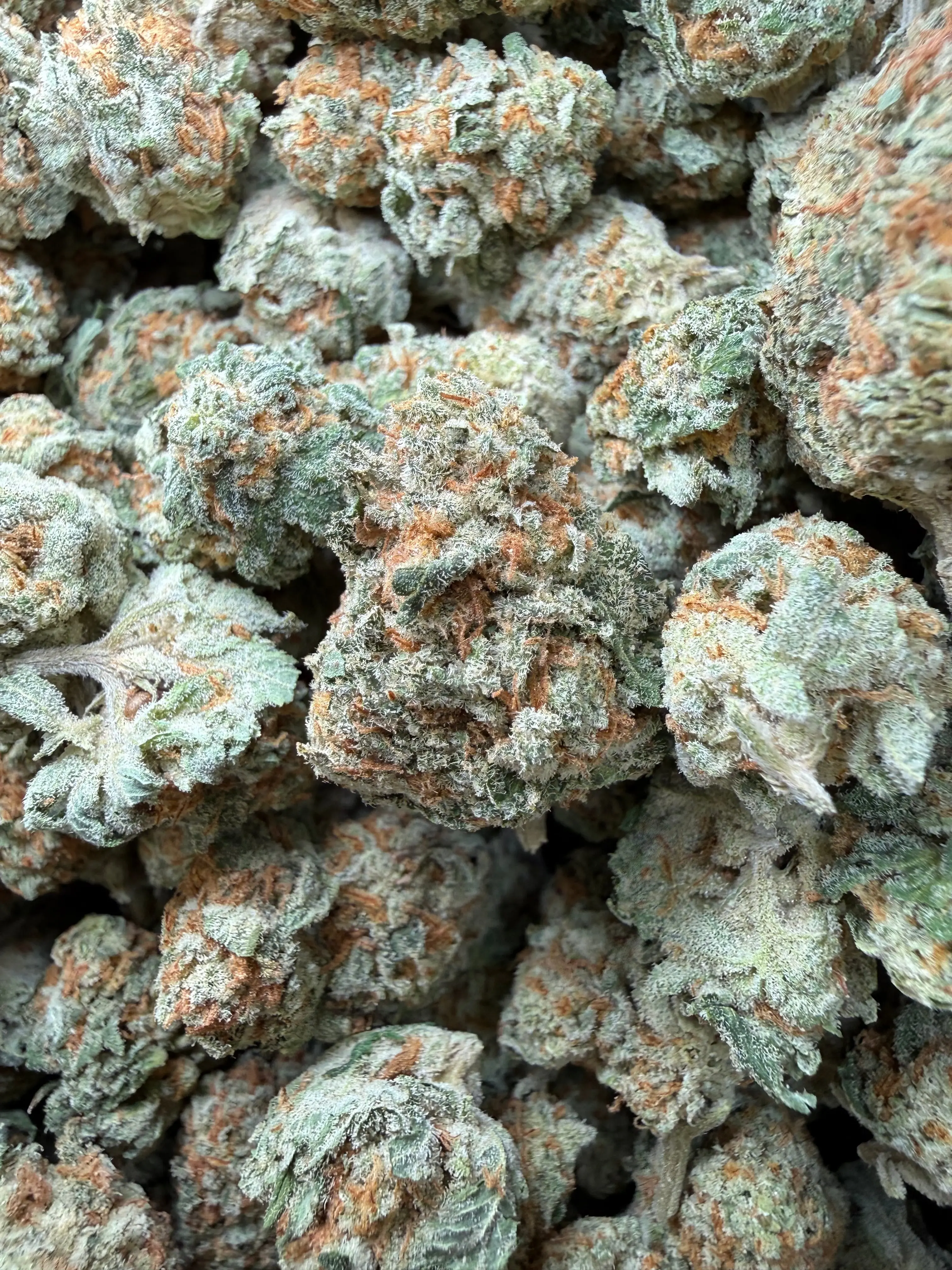 1 Pound - Why U Gelly THCA Flower - Image 3