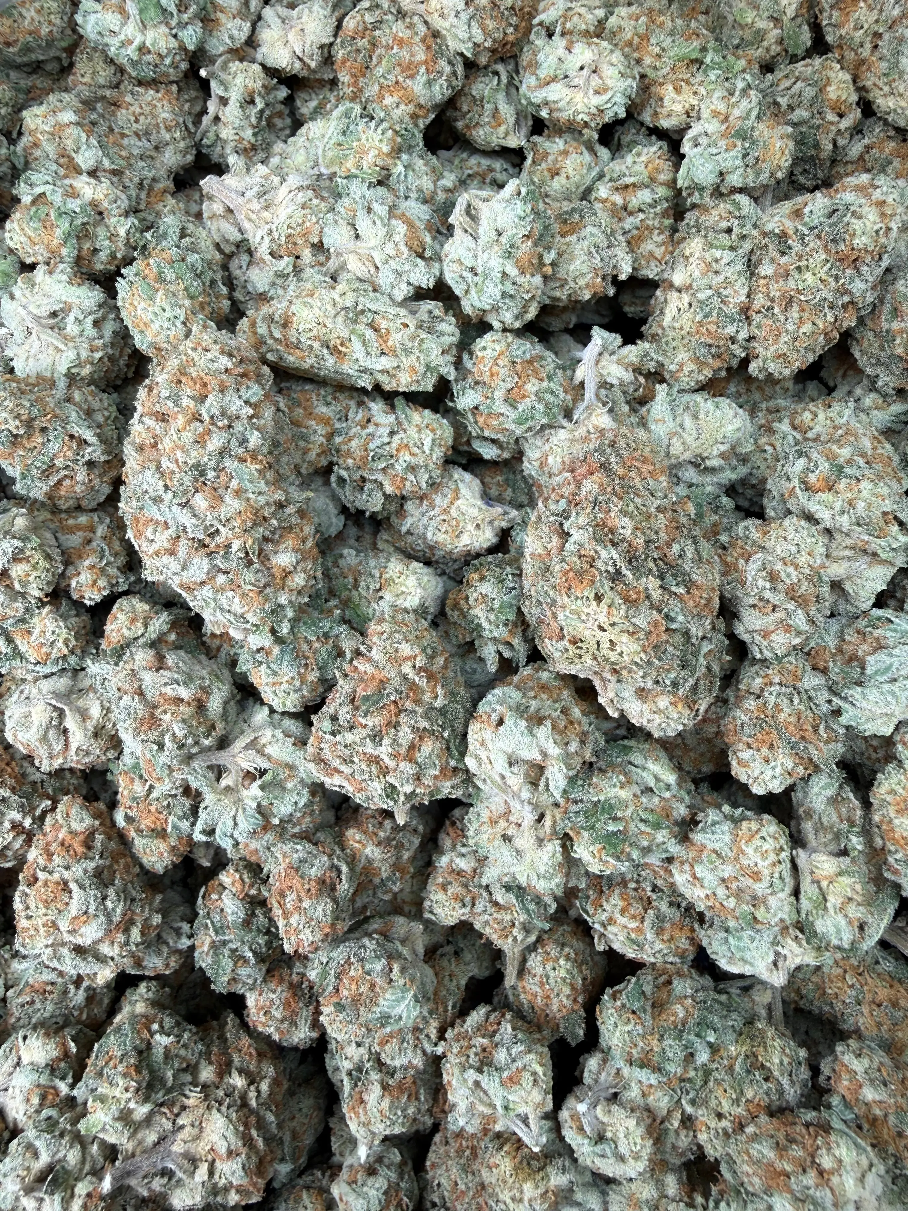1 Pound - Why U Gelly THCA Flower - Image 4
