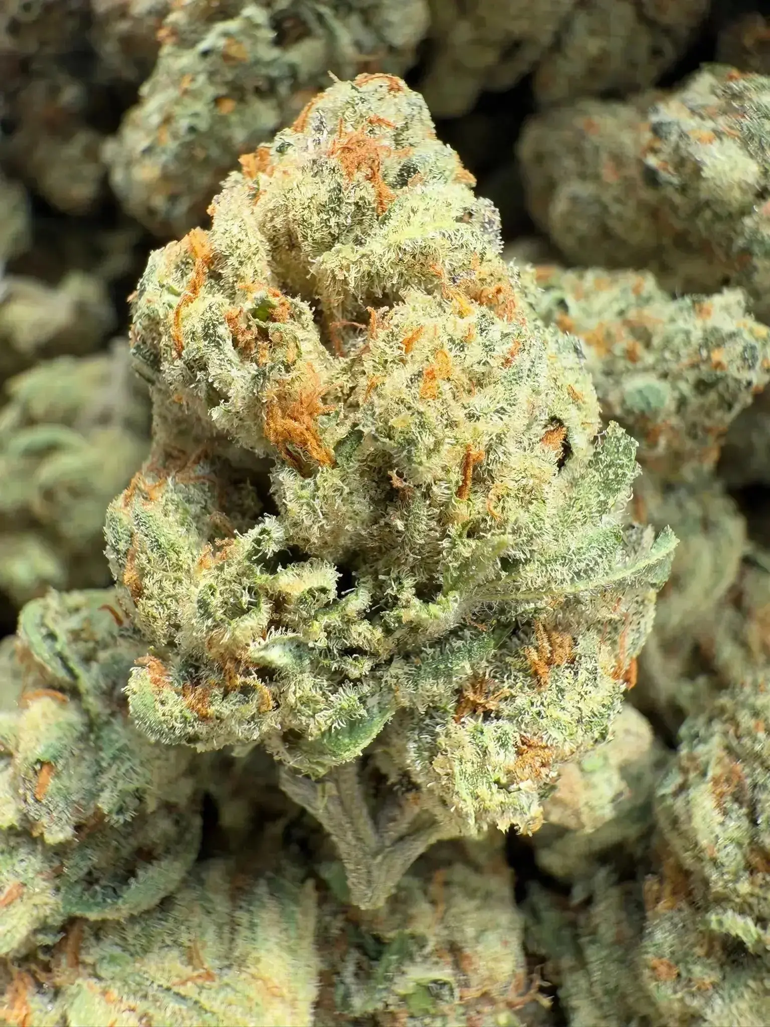 AAA Indoor Exotic - Cheeta Piss THCA Strain - Image 4