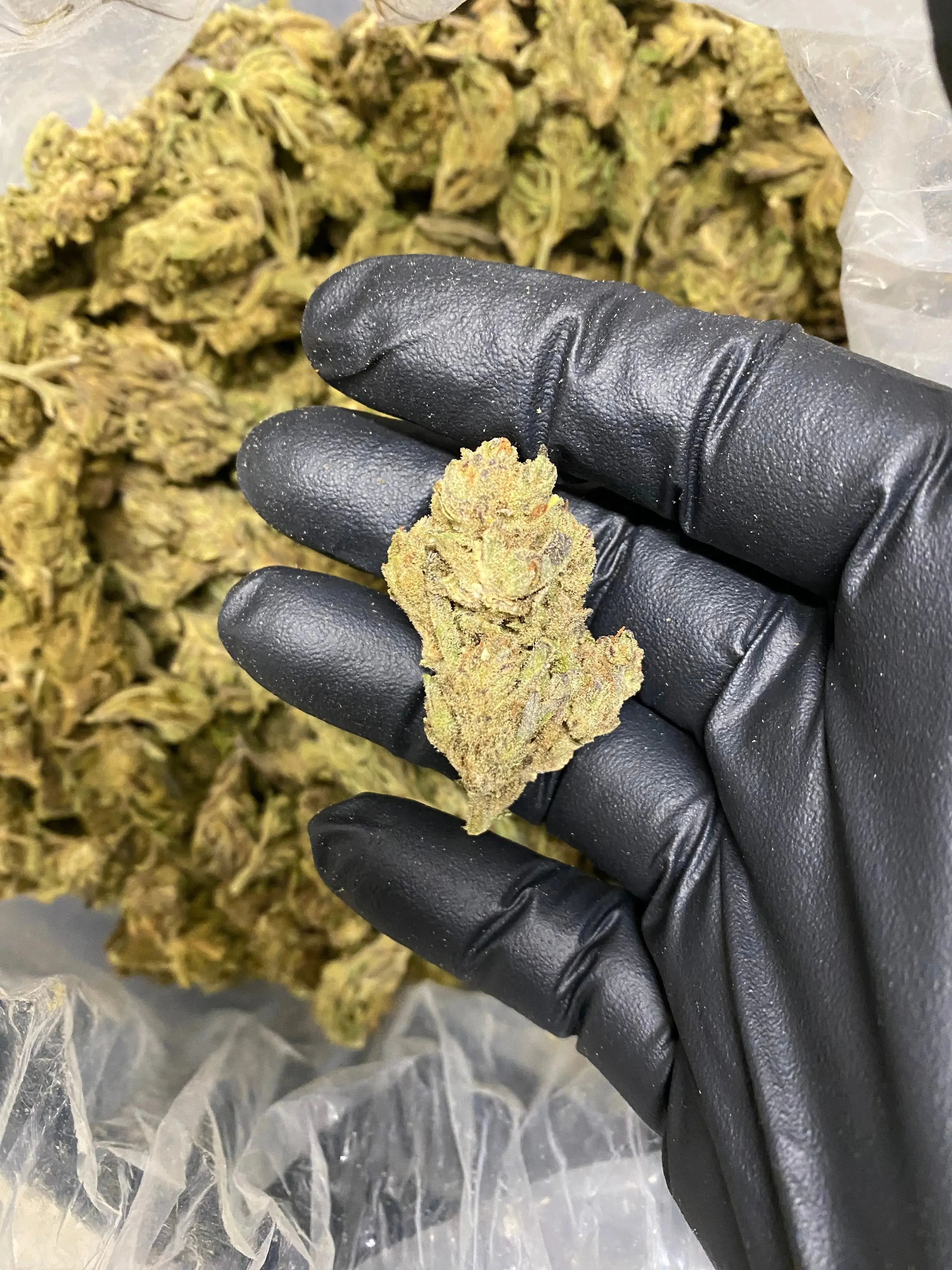 Afgani THCA - Image 3