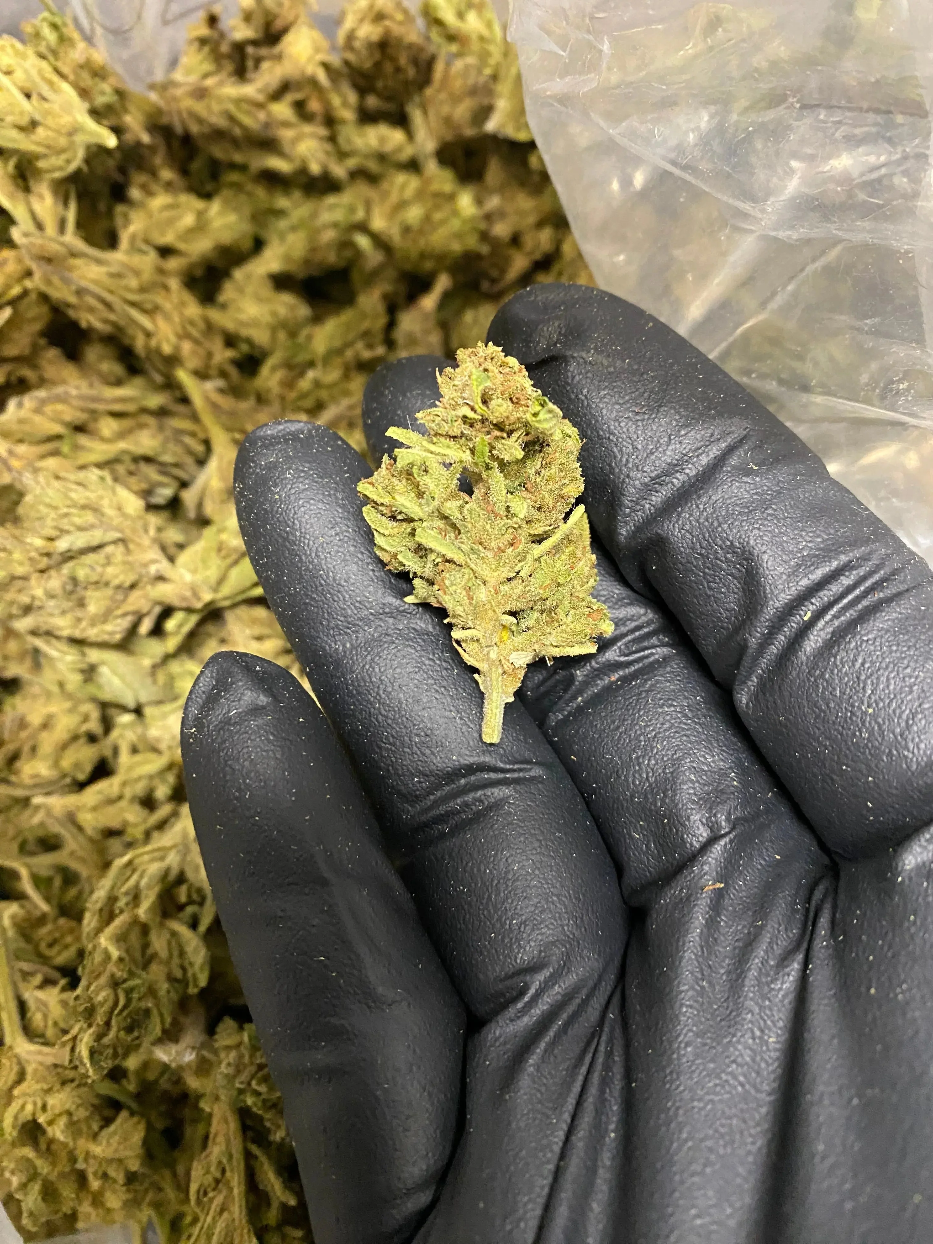 Afgani THCA - Image 4