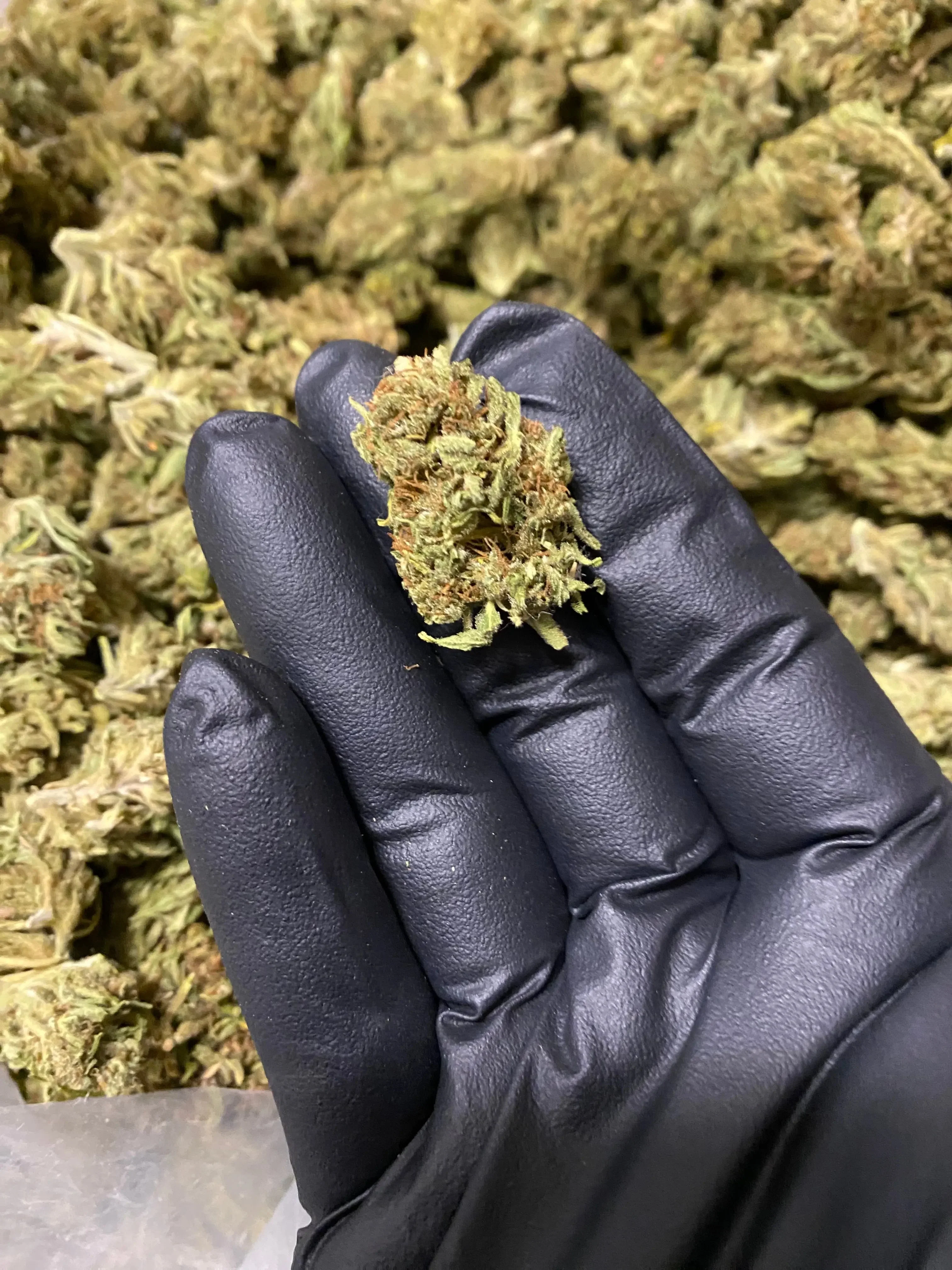 Amnesia THCA - Image 6