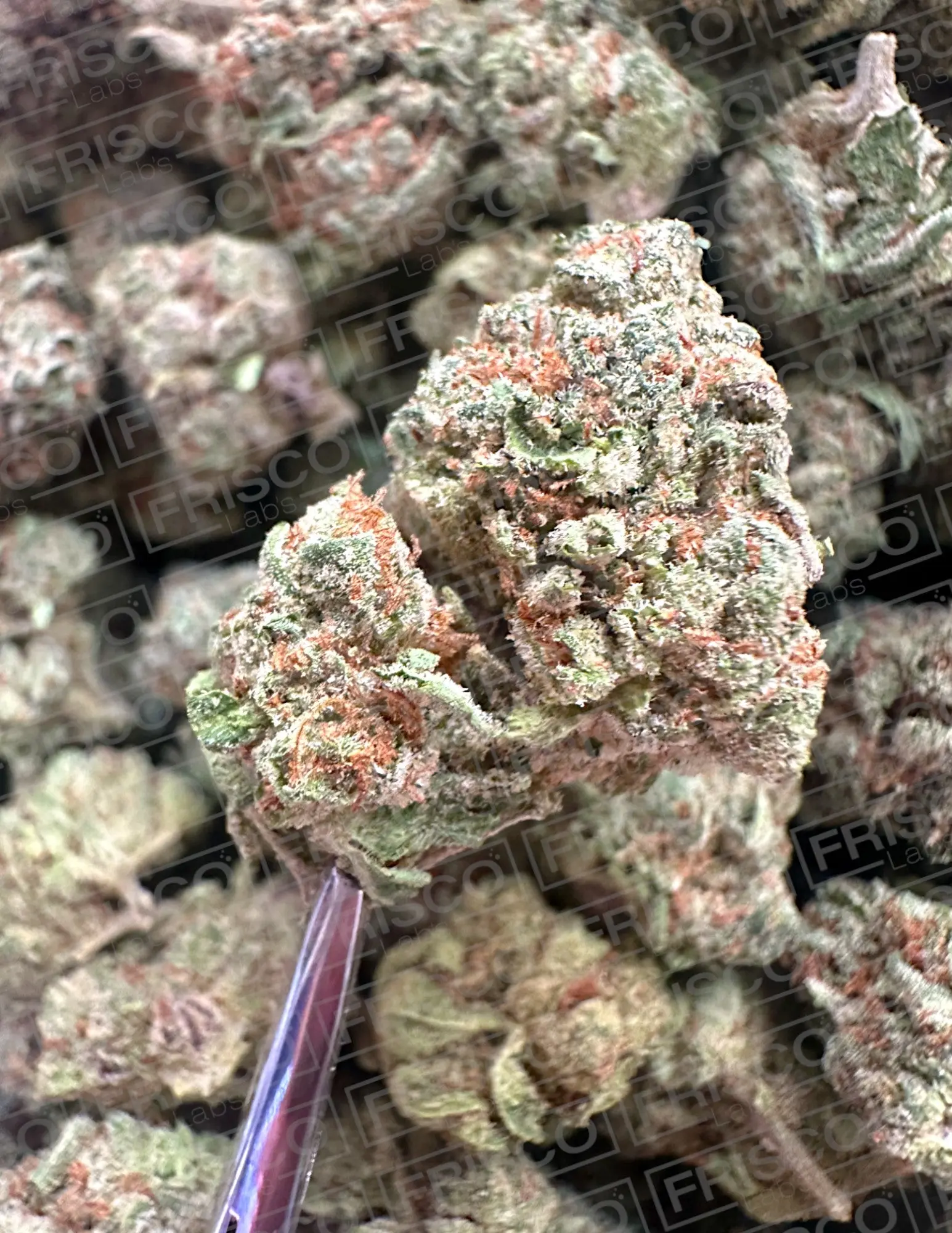 Exotic Indoor - Original Glue Strain - Image 2