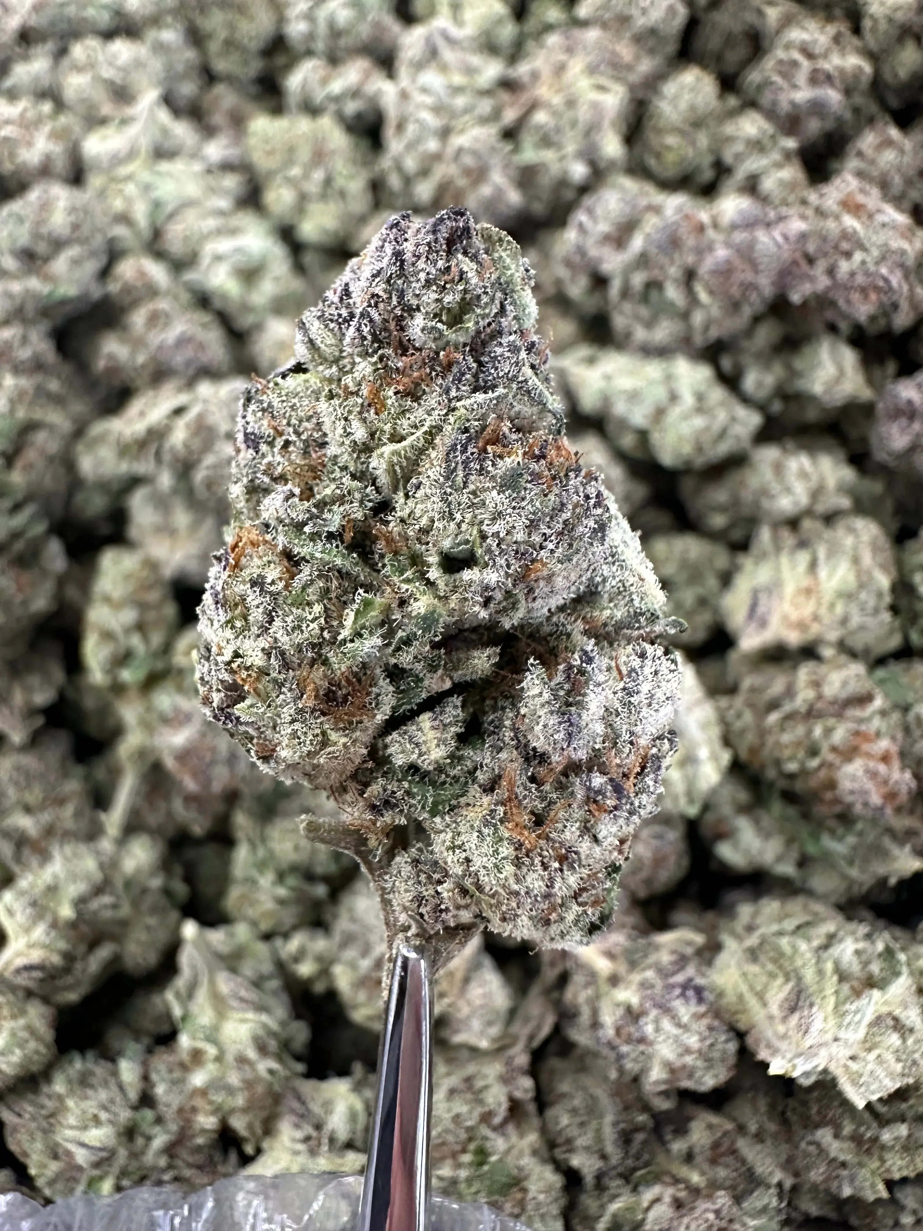 Frisco Labs - Exotic Indoor Tropicanna THCA - Image 3