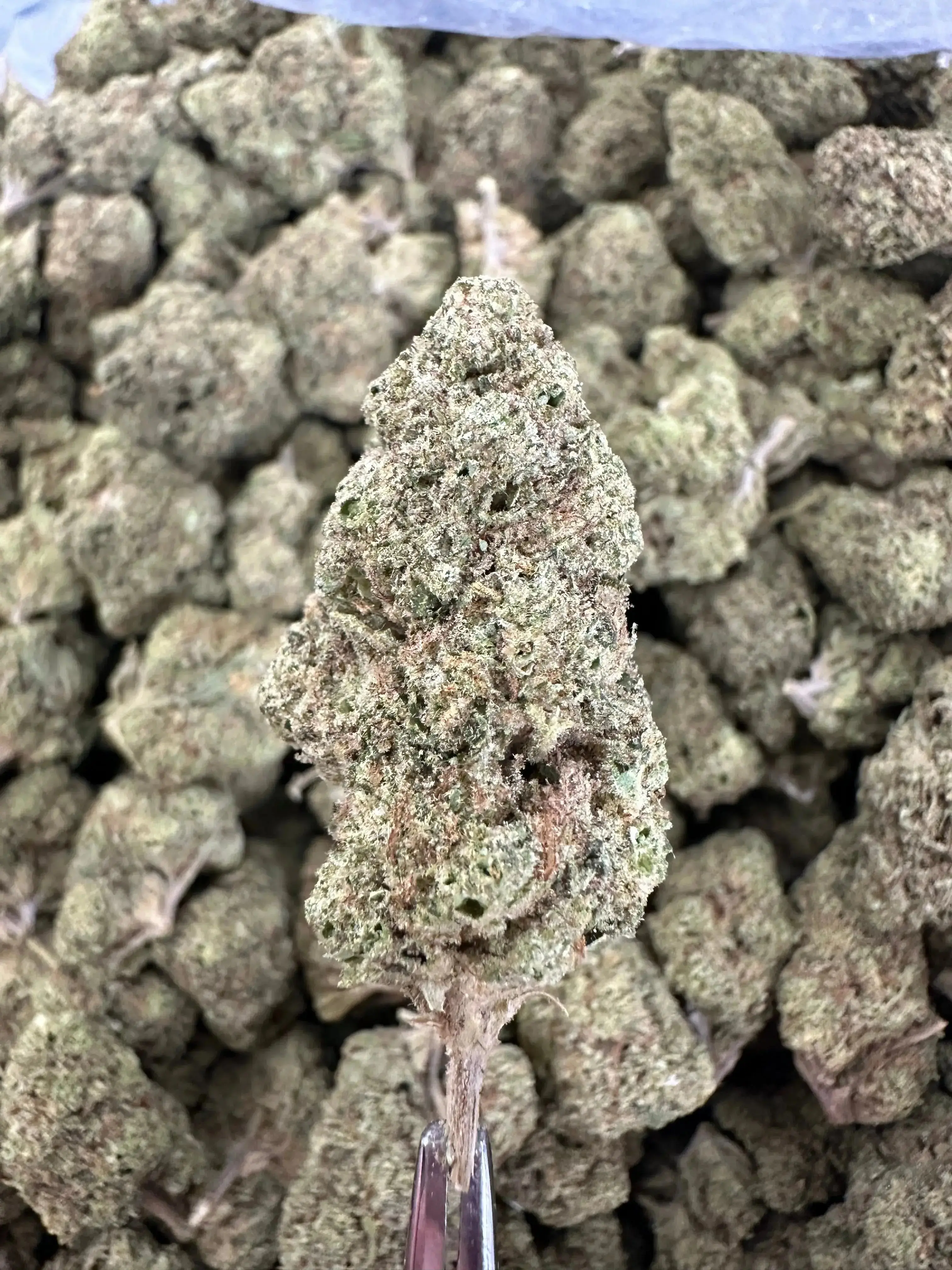 Frisco Labs - BCC Jealousy Strain THCA - Image 2