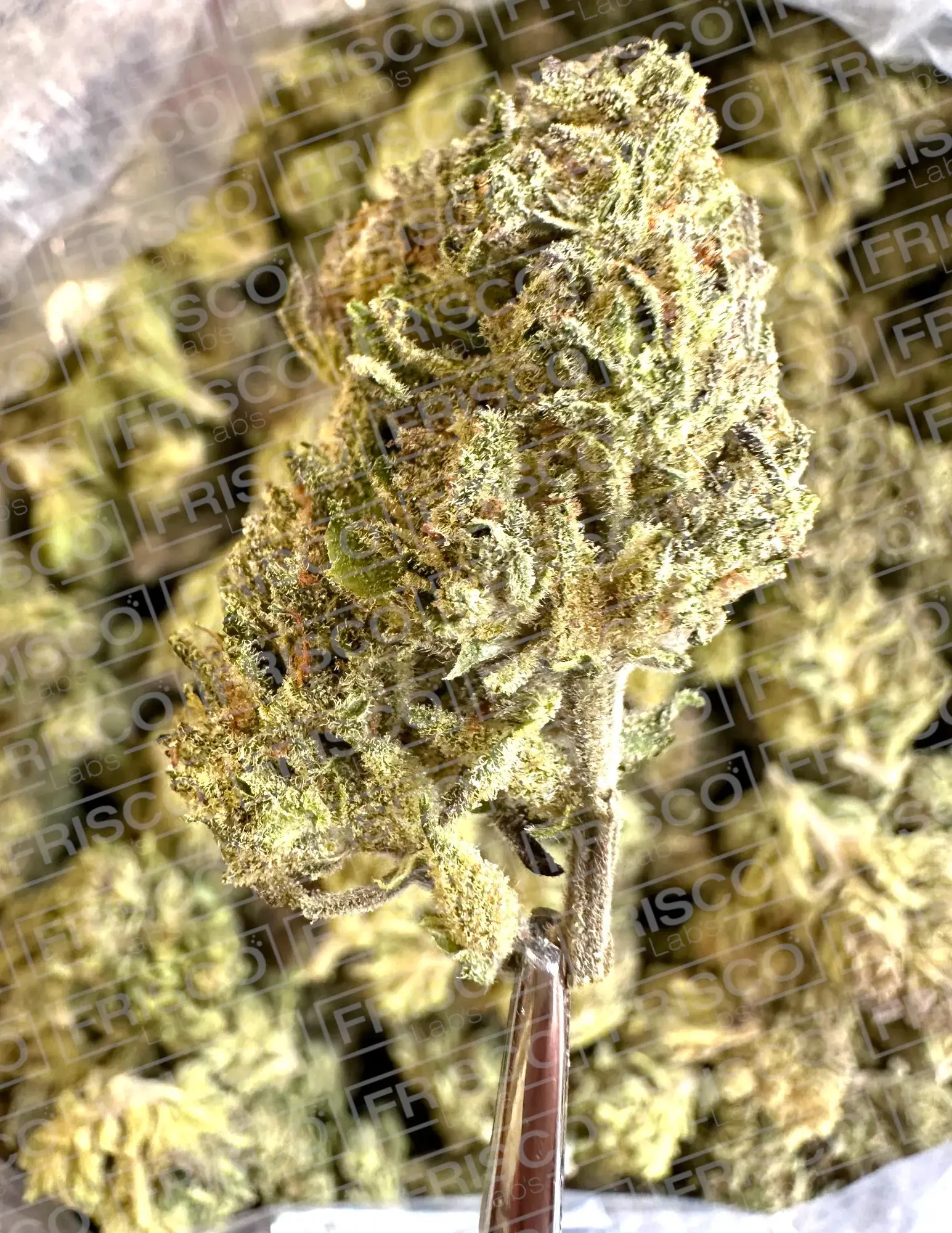 1 Pound - Exotic Apple Jacks THCA - Image 2