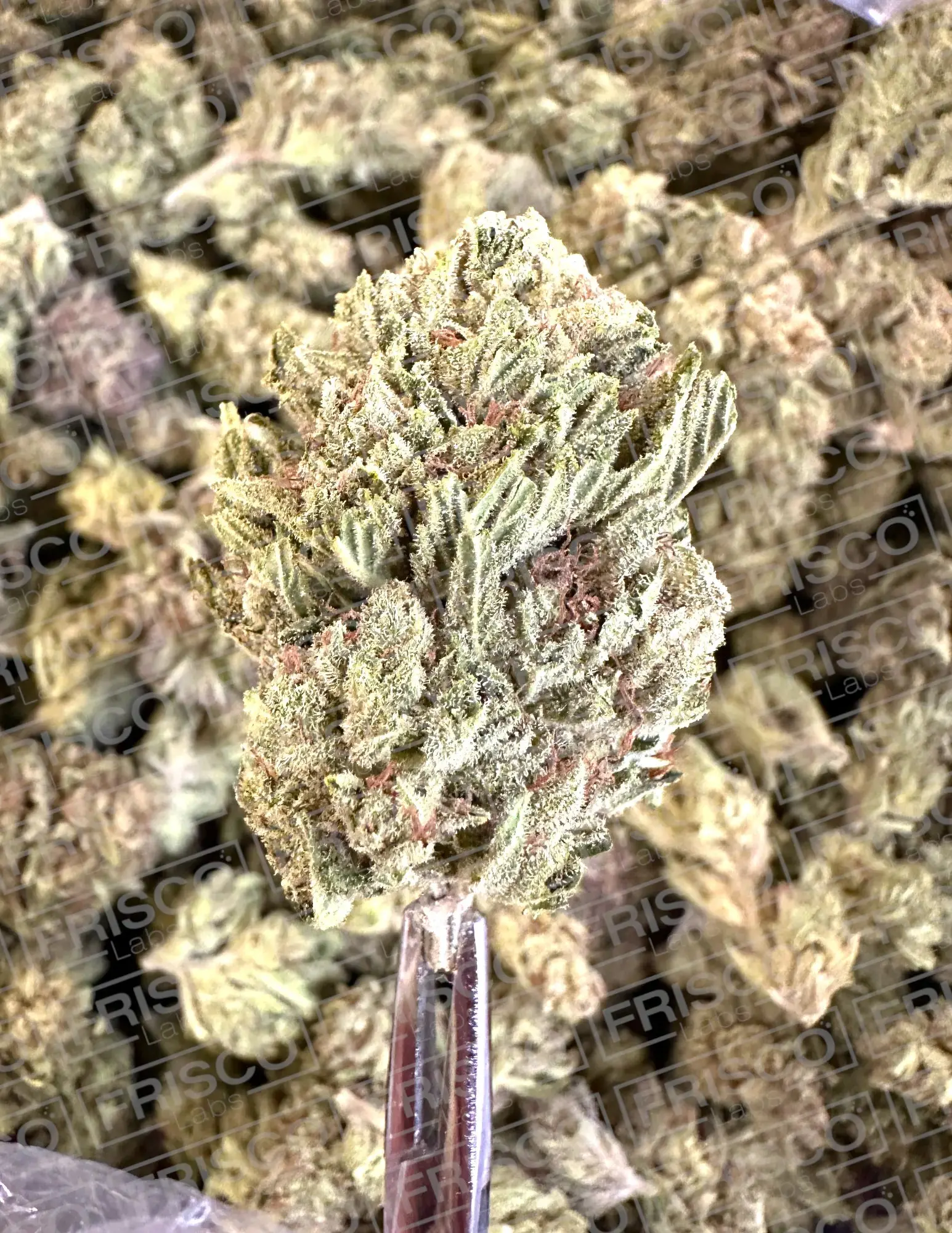 1 Pound - Exotic Baby Kiwi THCA - Image 2