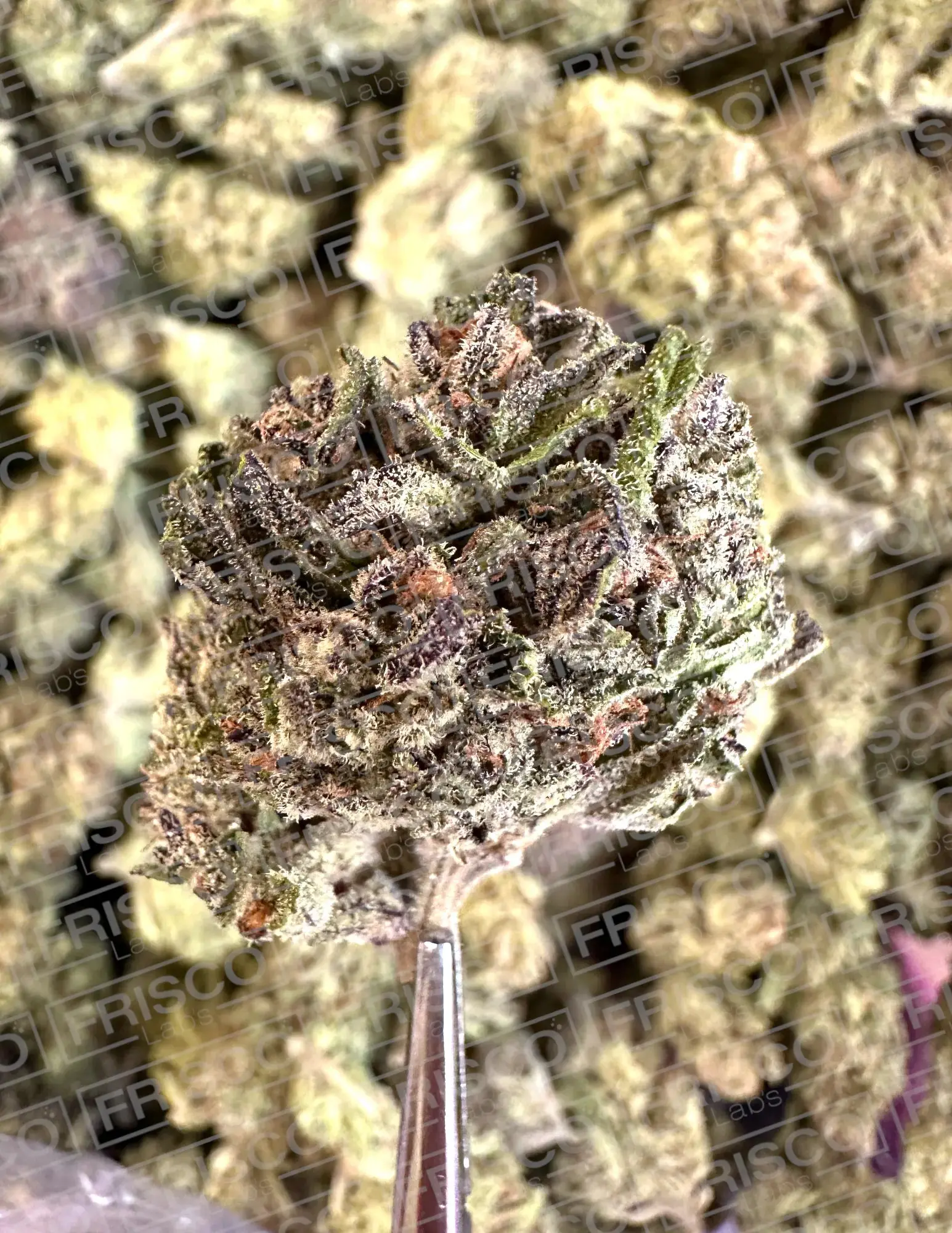 1 Pound - Exotic Baby Kiwi THCA - Image 3
